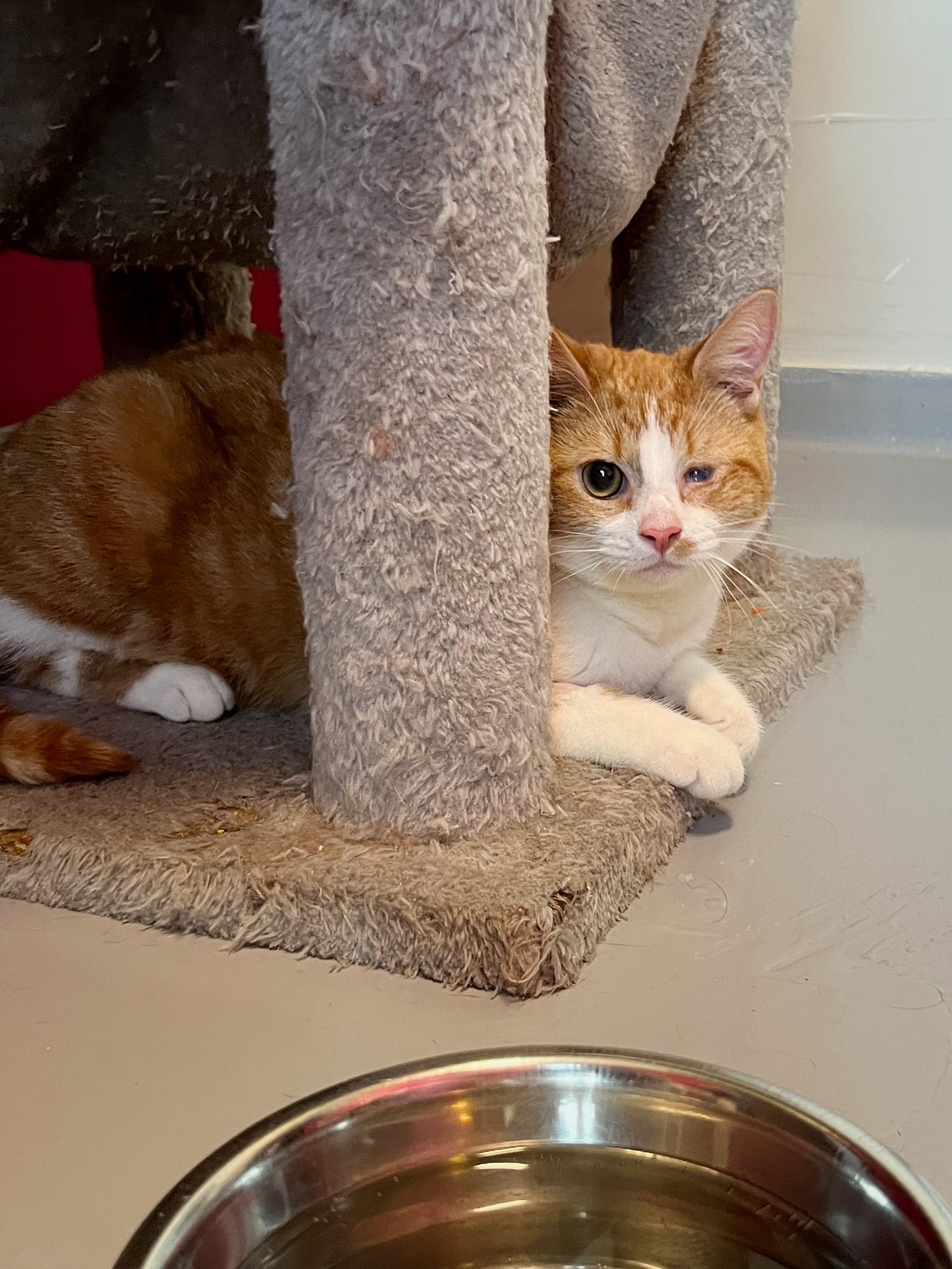 Marin, chat à l'adoption chez Sans Collier