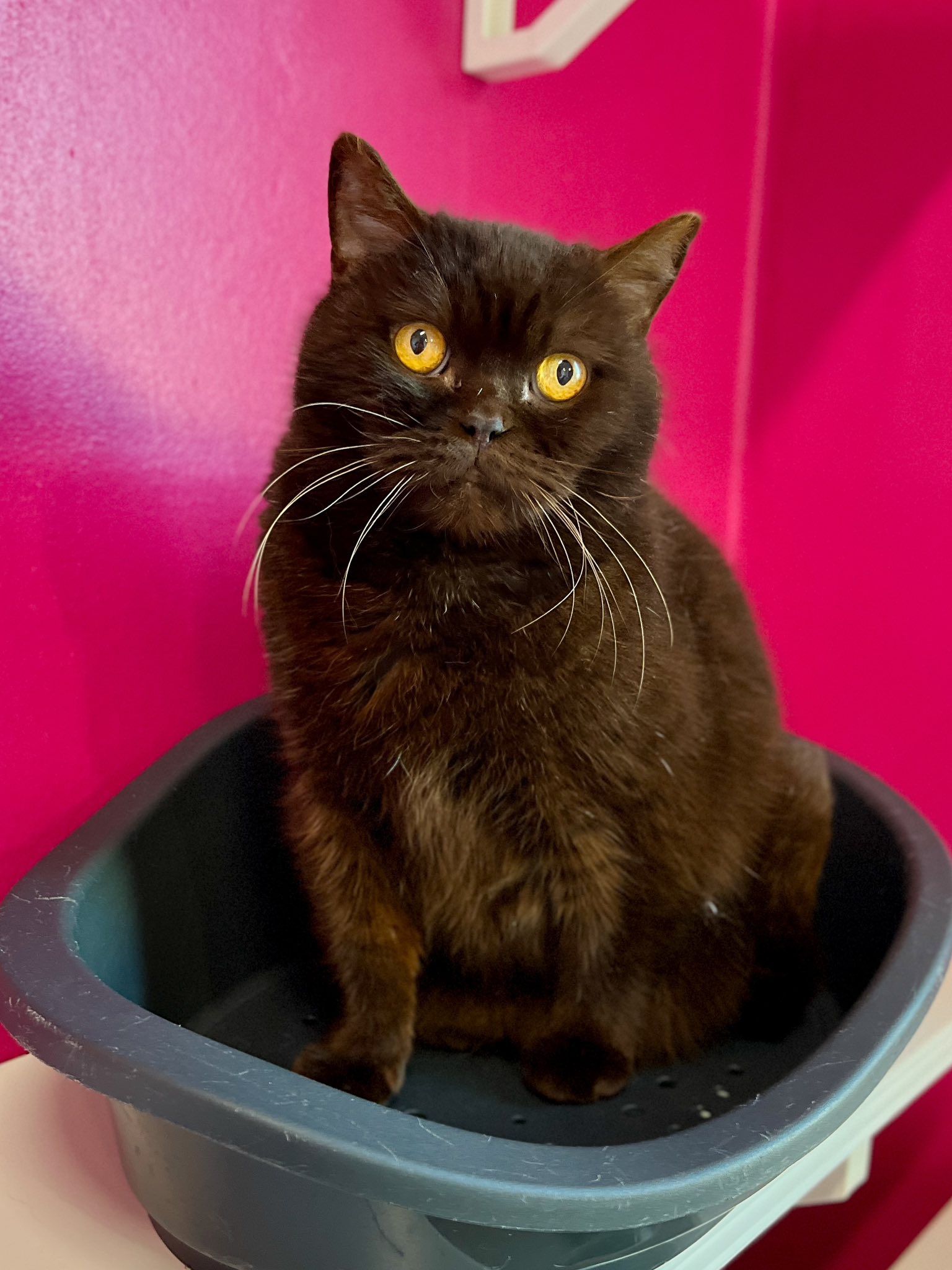 Malibou, chat à l'adoption chez Sans Collier