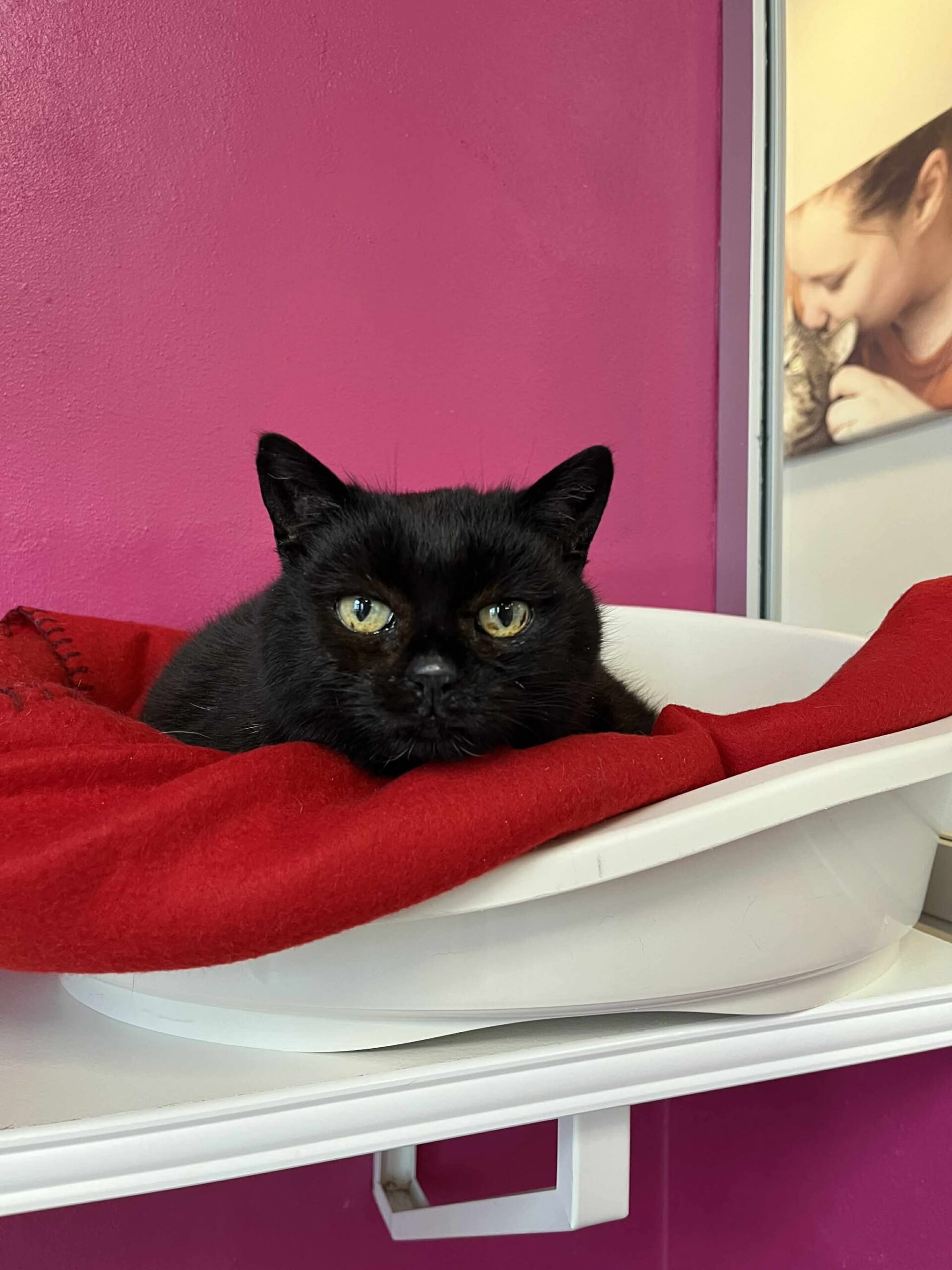 Sanne, chat à l'adoption chez Sans Collier