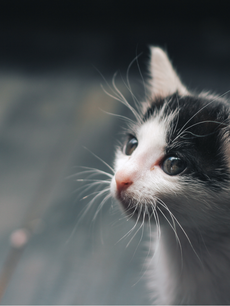 Devenir Famille d'accueil chez Sans Collier (mobile)