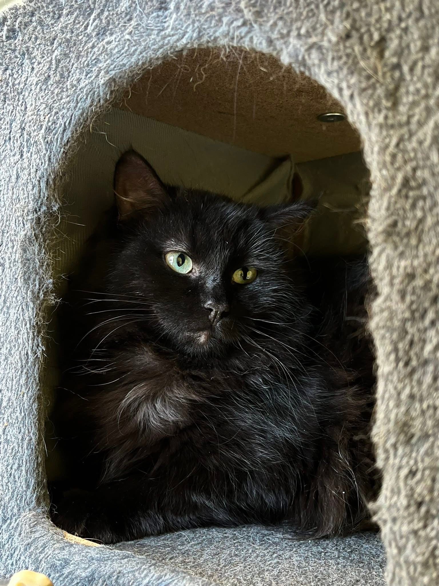 Noireau, chat à l'adoption chez Sans Collier