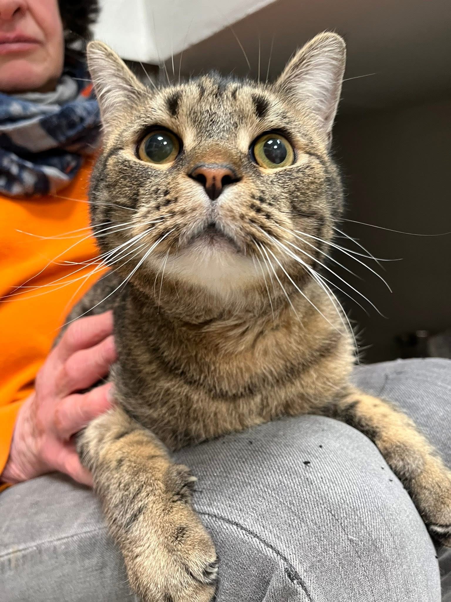 Félin, chat à l'adoption chez Sans Collier