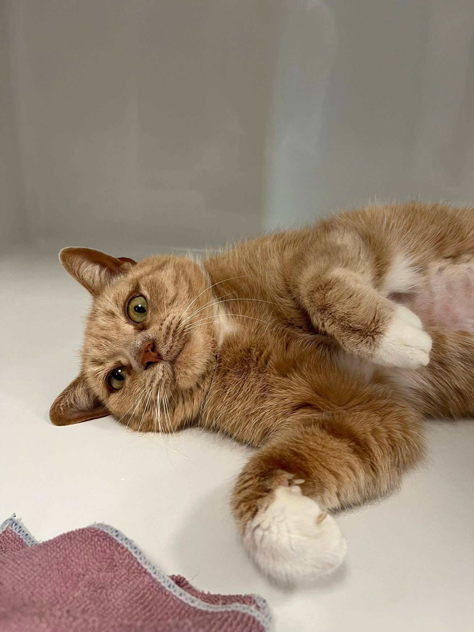 Luna, chat à l'adoption chez Sans Collier