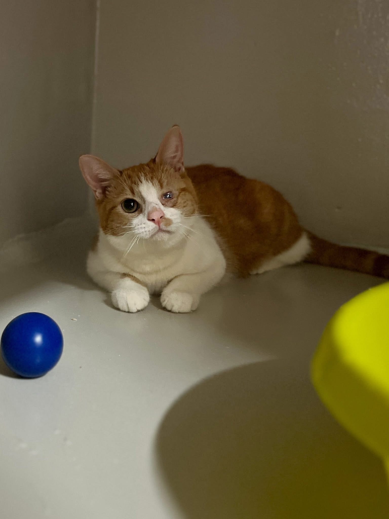 Marin, chat à l'adoption chez Sans Collier