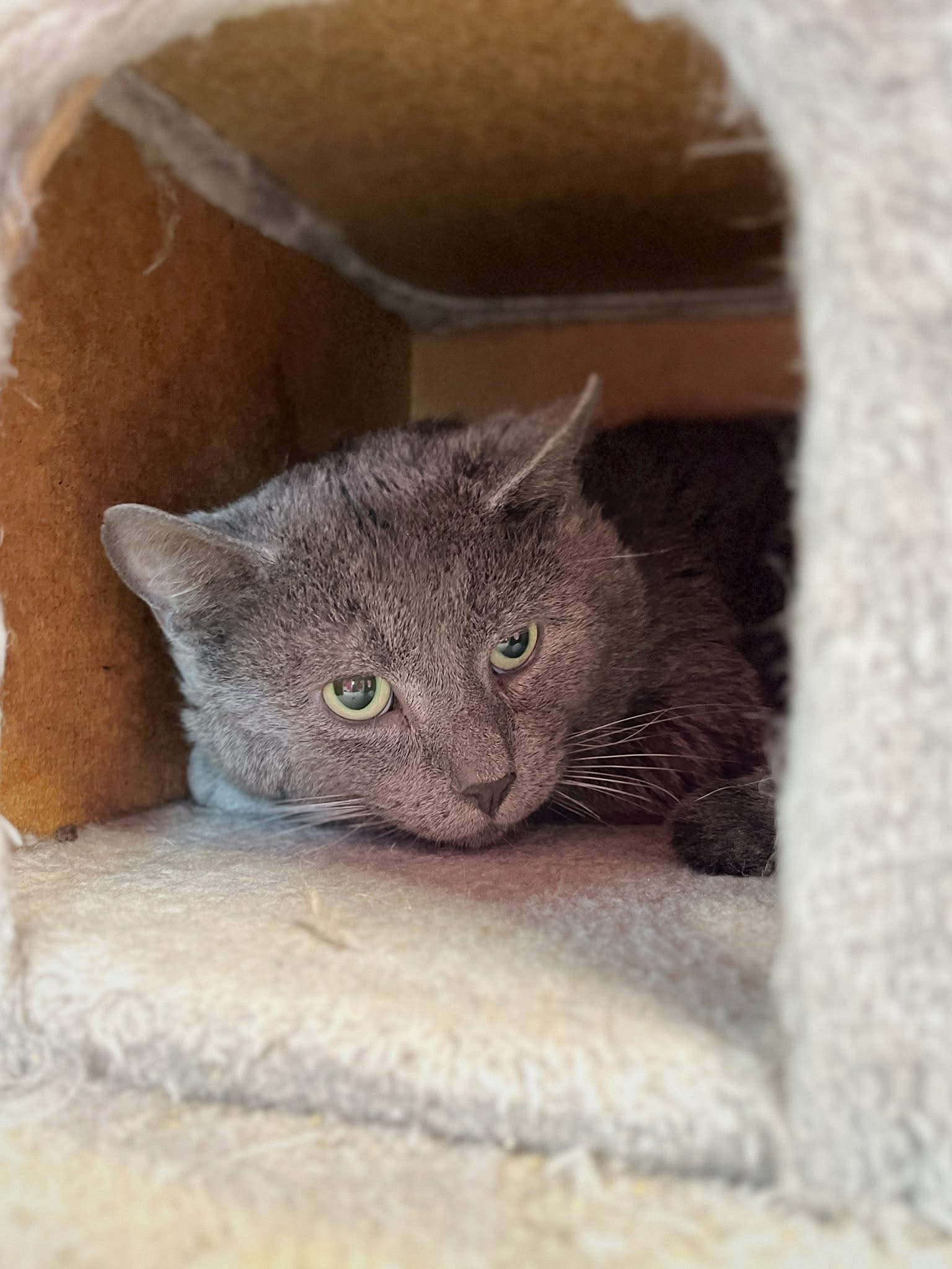 Gustave, chat à l'adoption chez Sans Collier