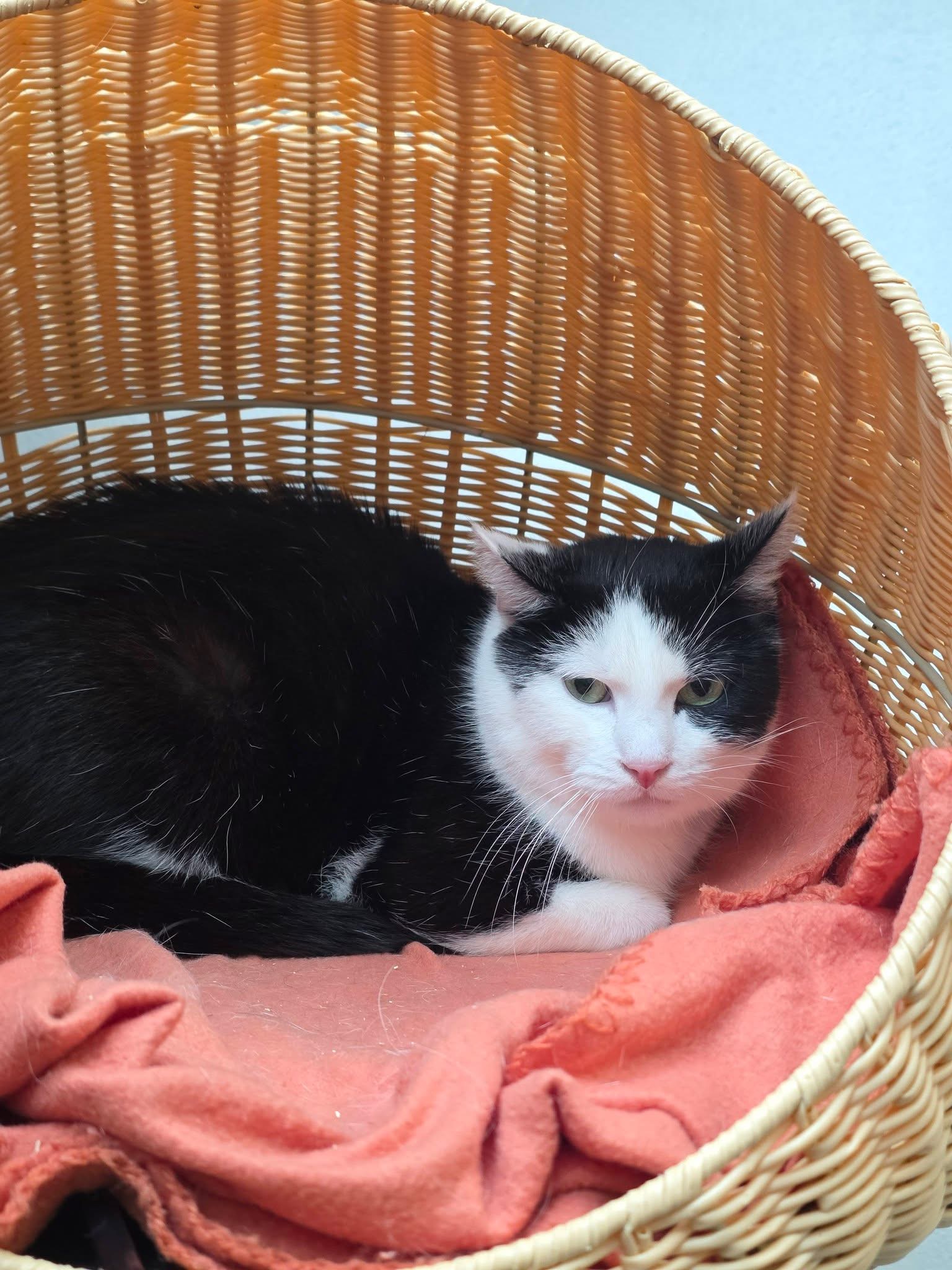 Guirlande, chat à l'adoption chez Sans Collier