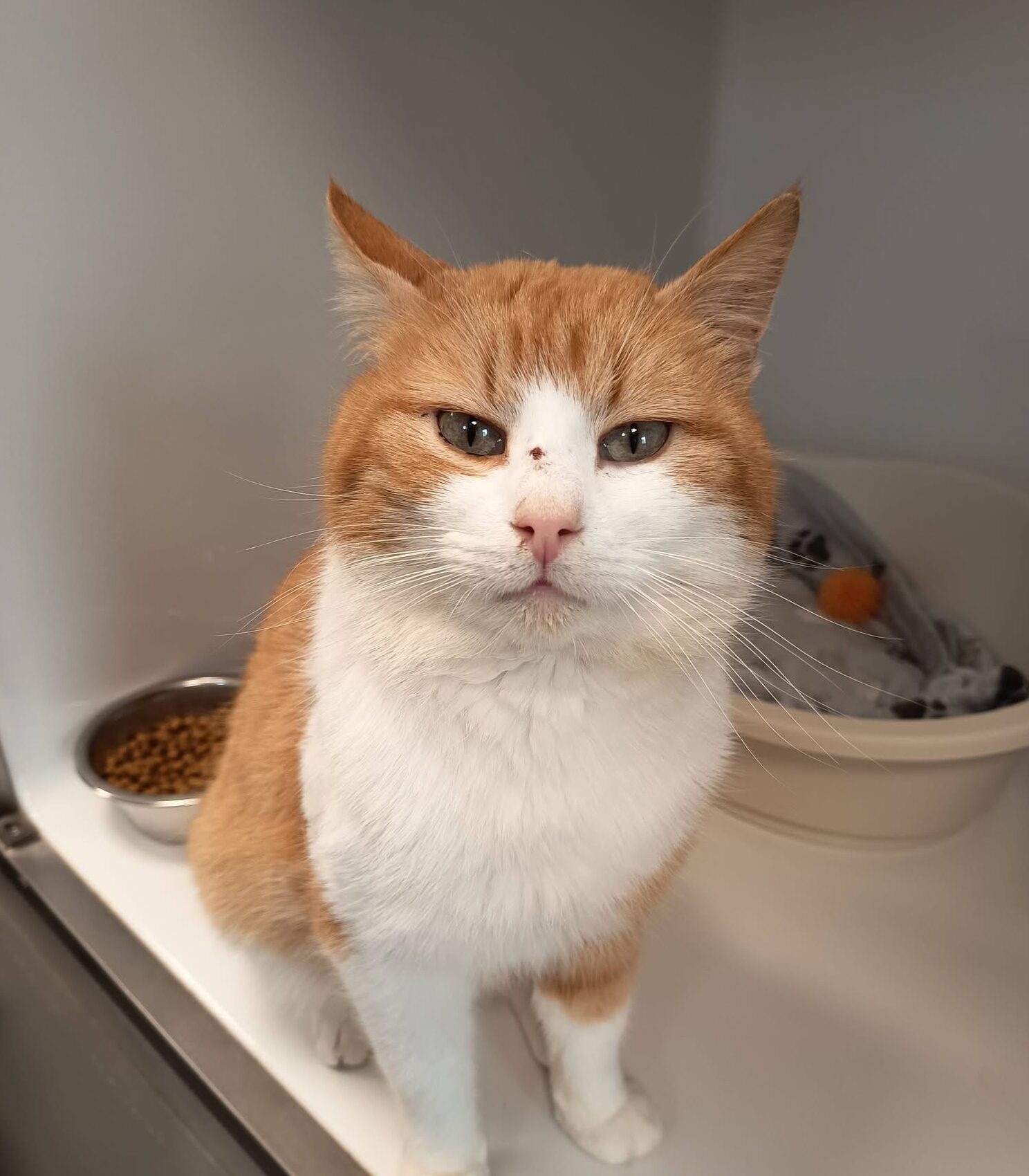 Max, chat à l'adoption chez Sans Collier