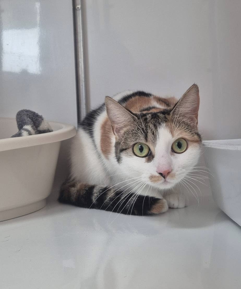 Cyra, chat à l'adoption chez Sans Collier