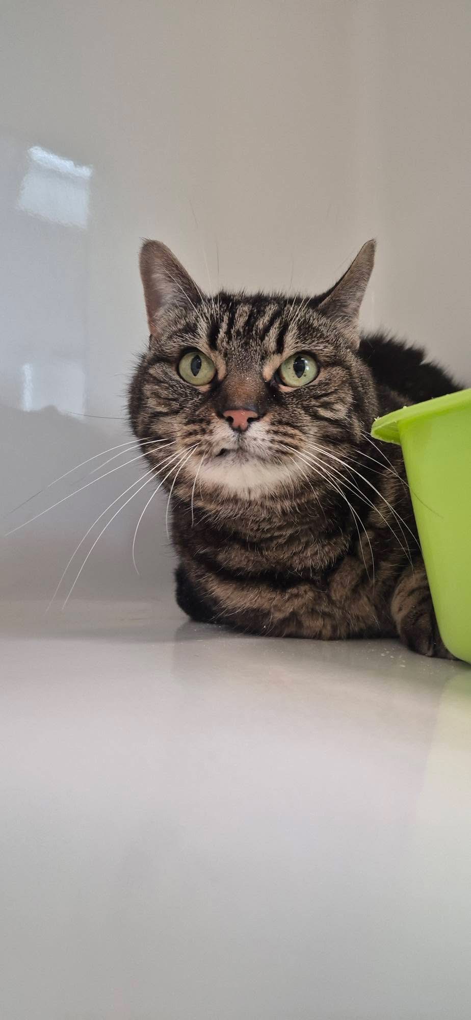 Perrier, chat à l'adoption chez Sans Collier