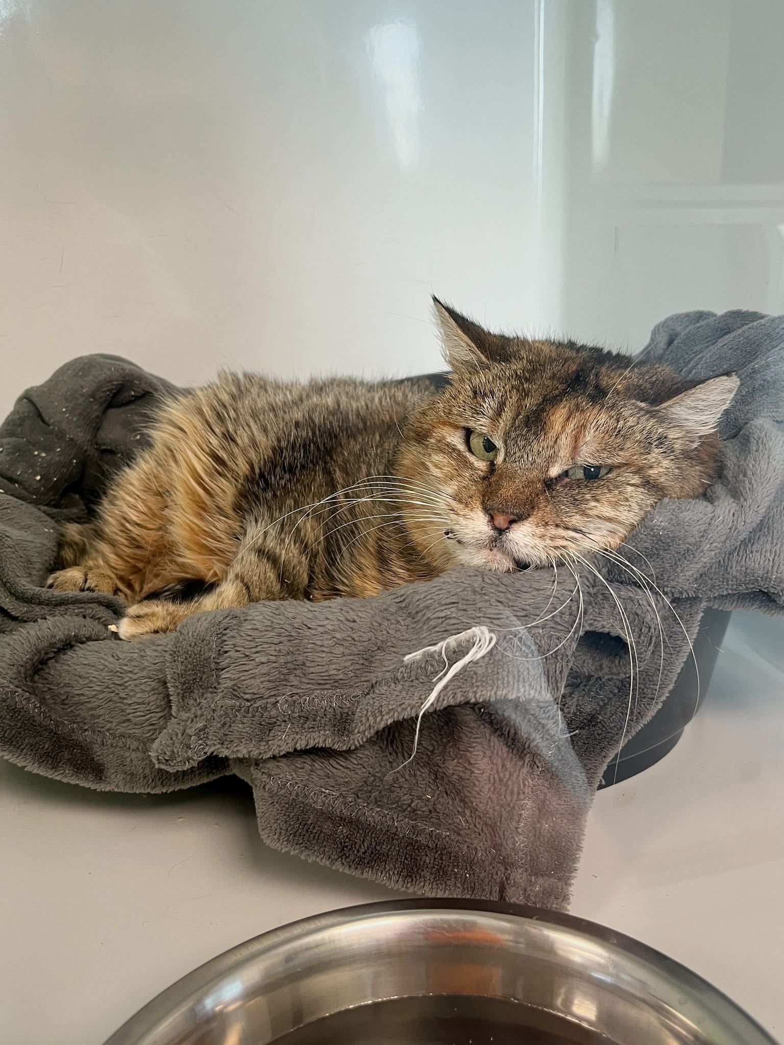 Betsy, chat à l'adoption chez Sans Collier