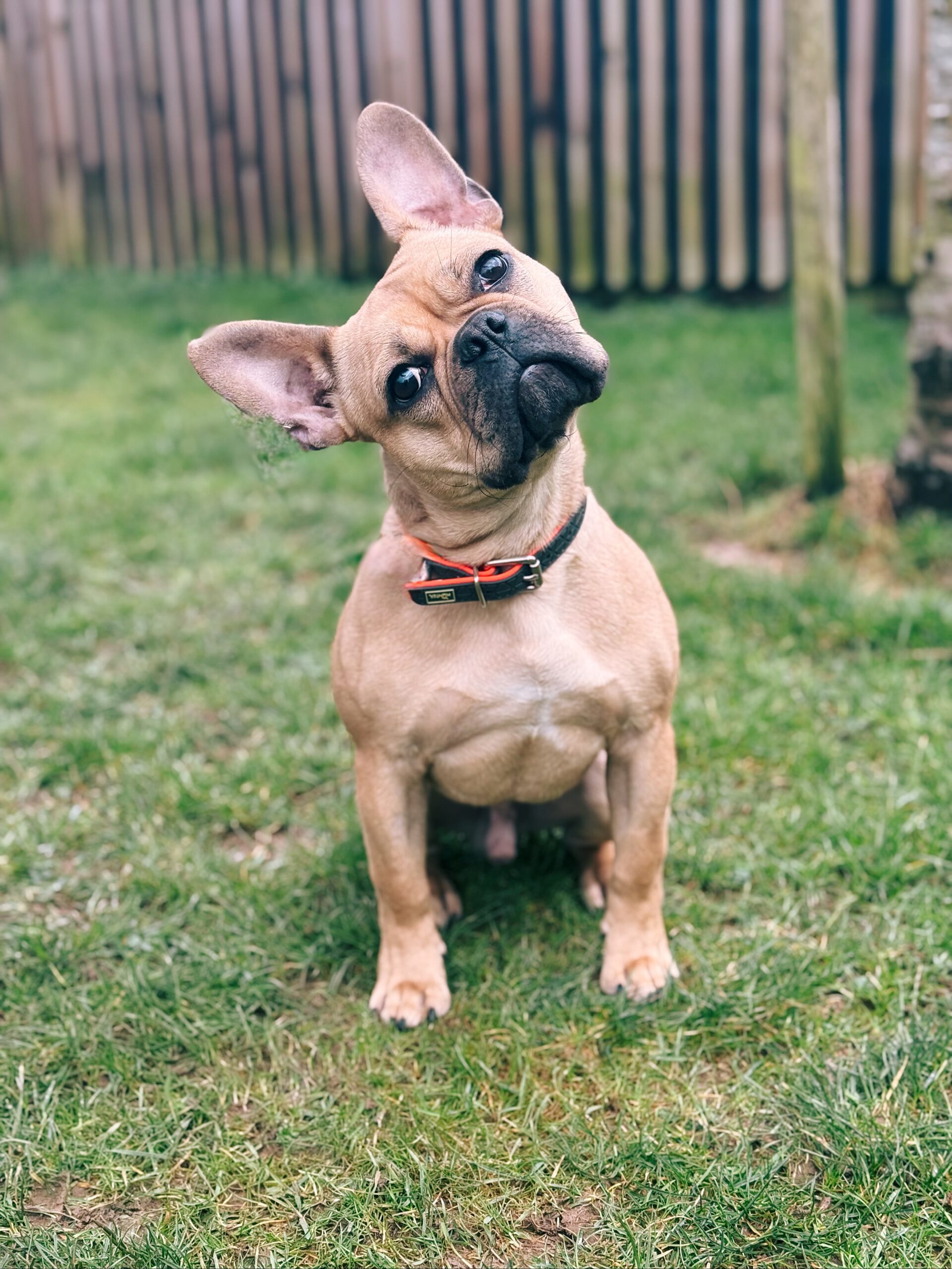 Lucky, chien à l'adoption chez Sans Collier
