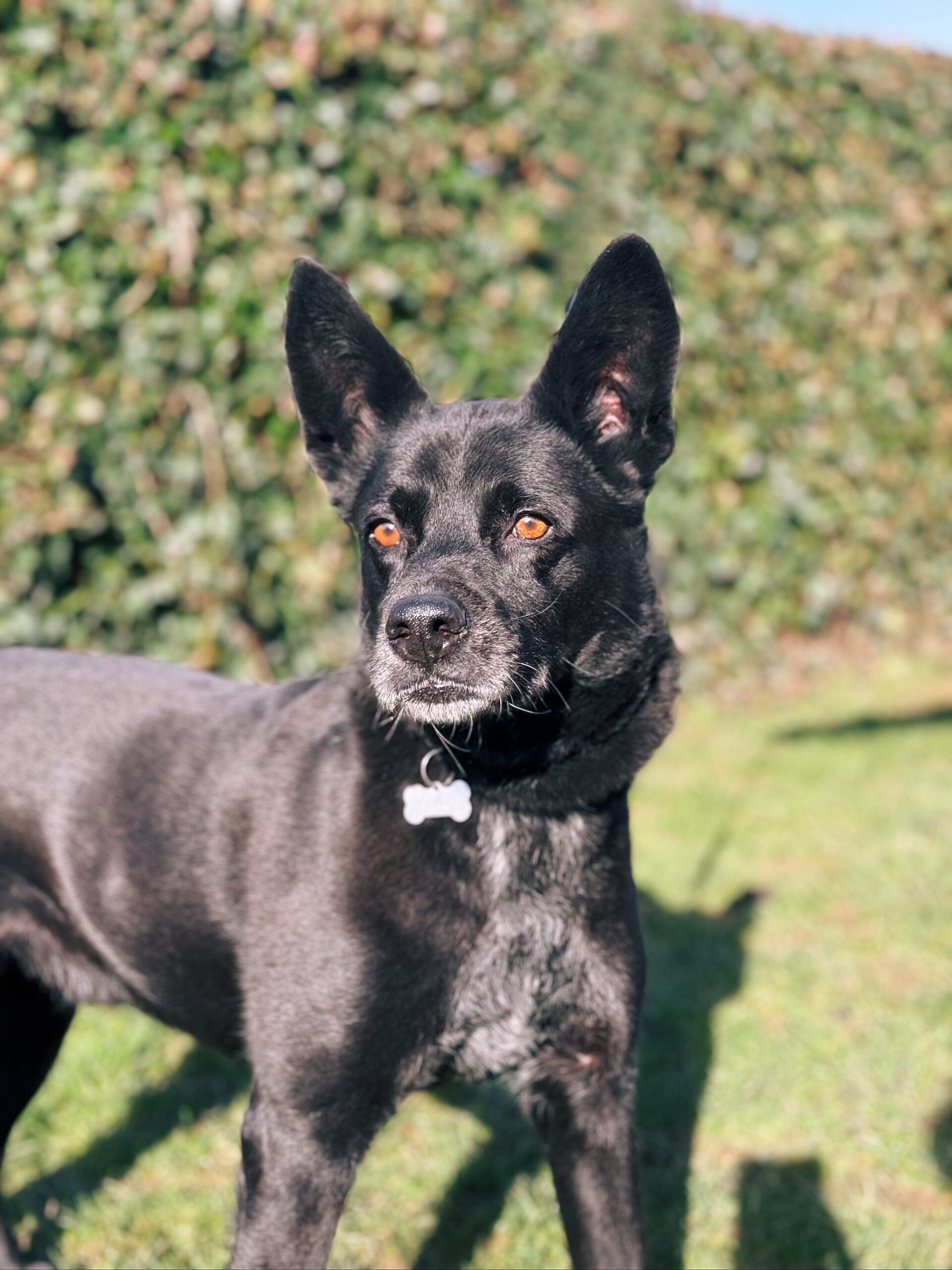 Jazz, chien à l'adoption chez Sans Collier