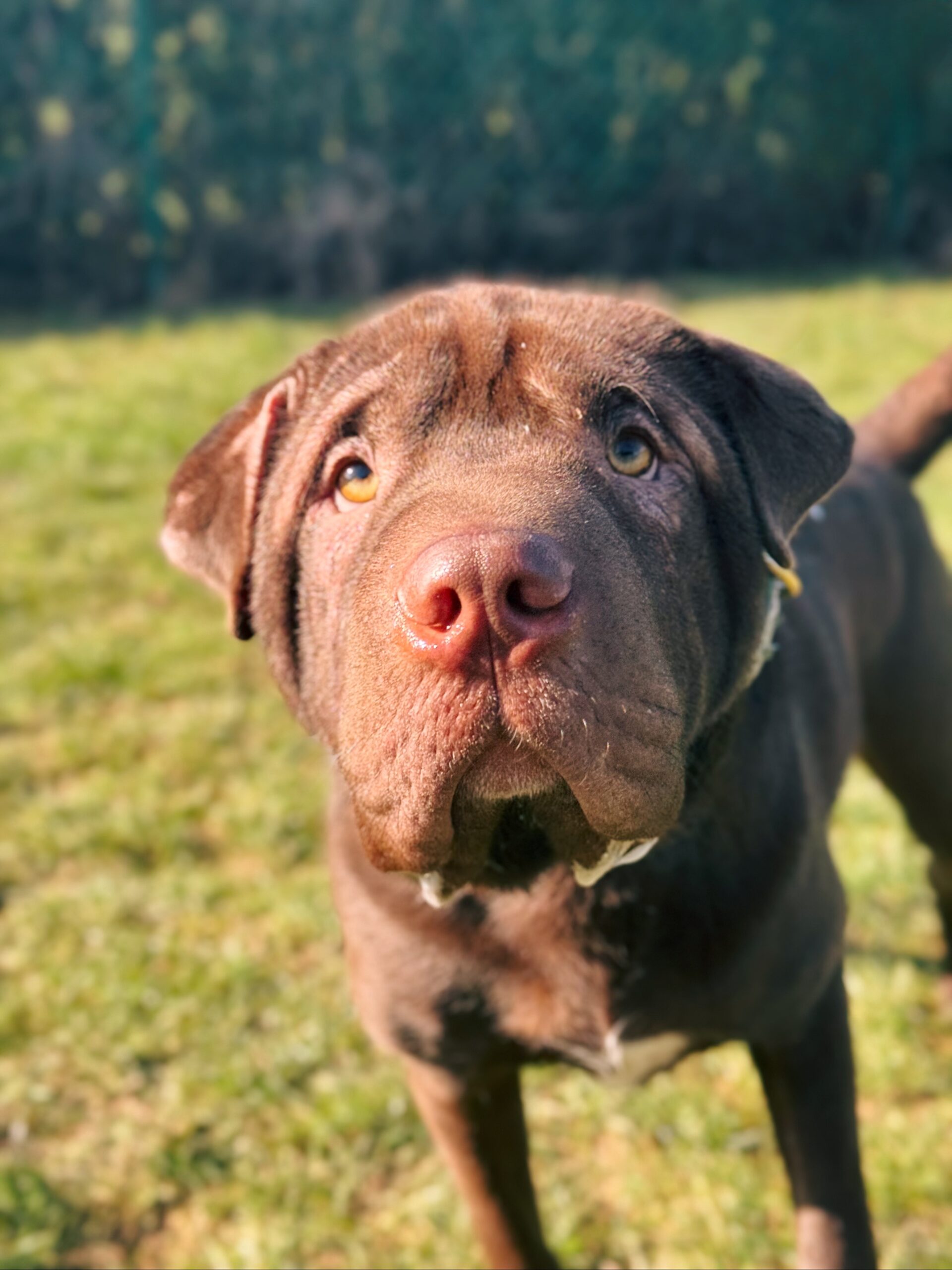 Tim, chien à l'adoption chez Sans Collier