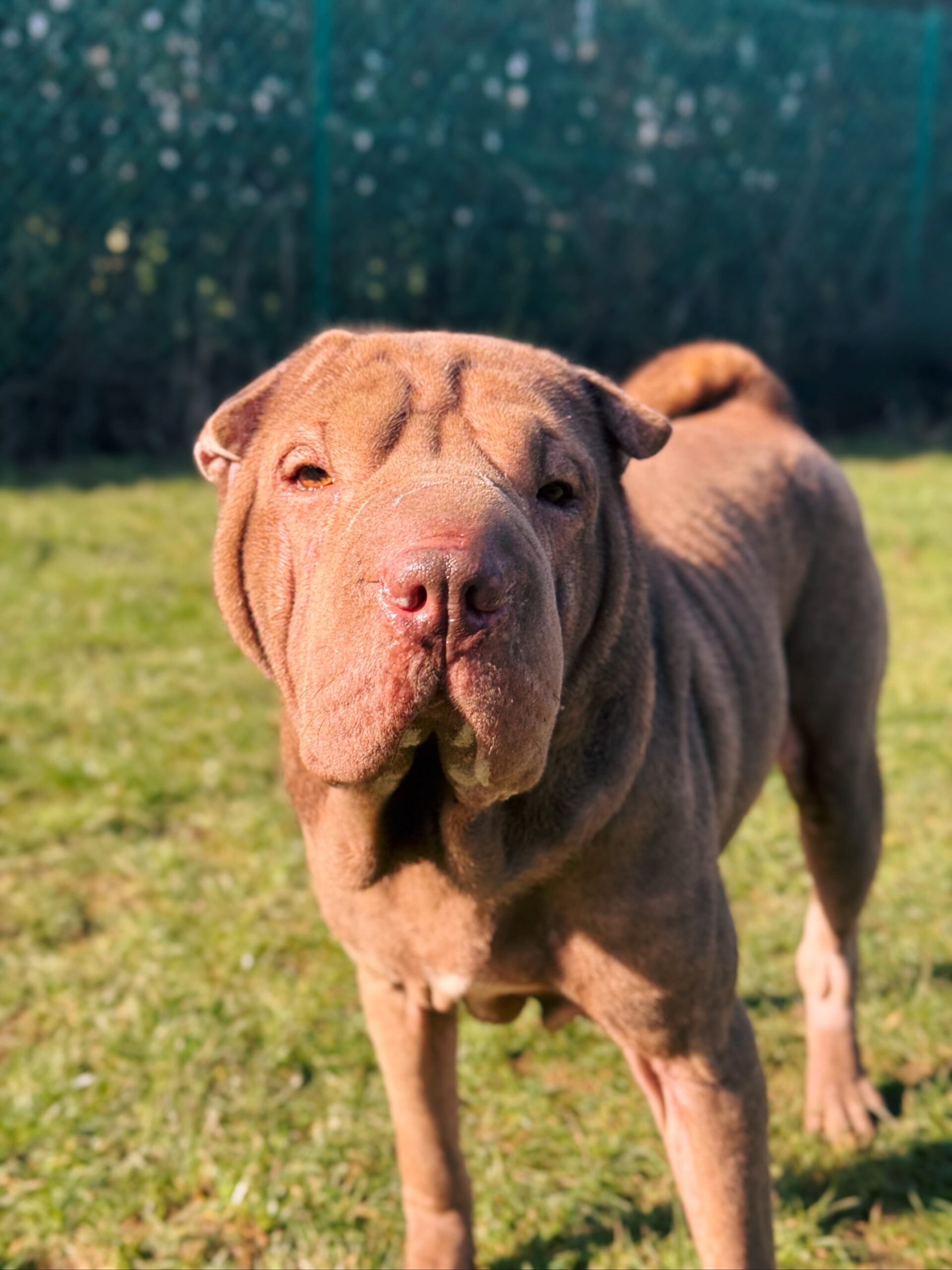Kira, chien à l'adoption chez Sans Collier