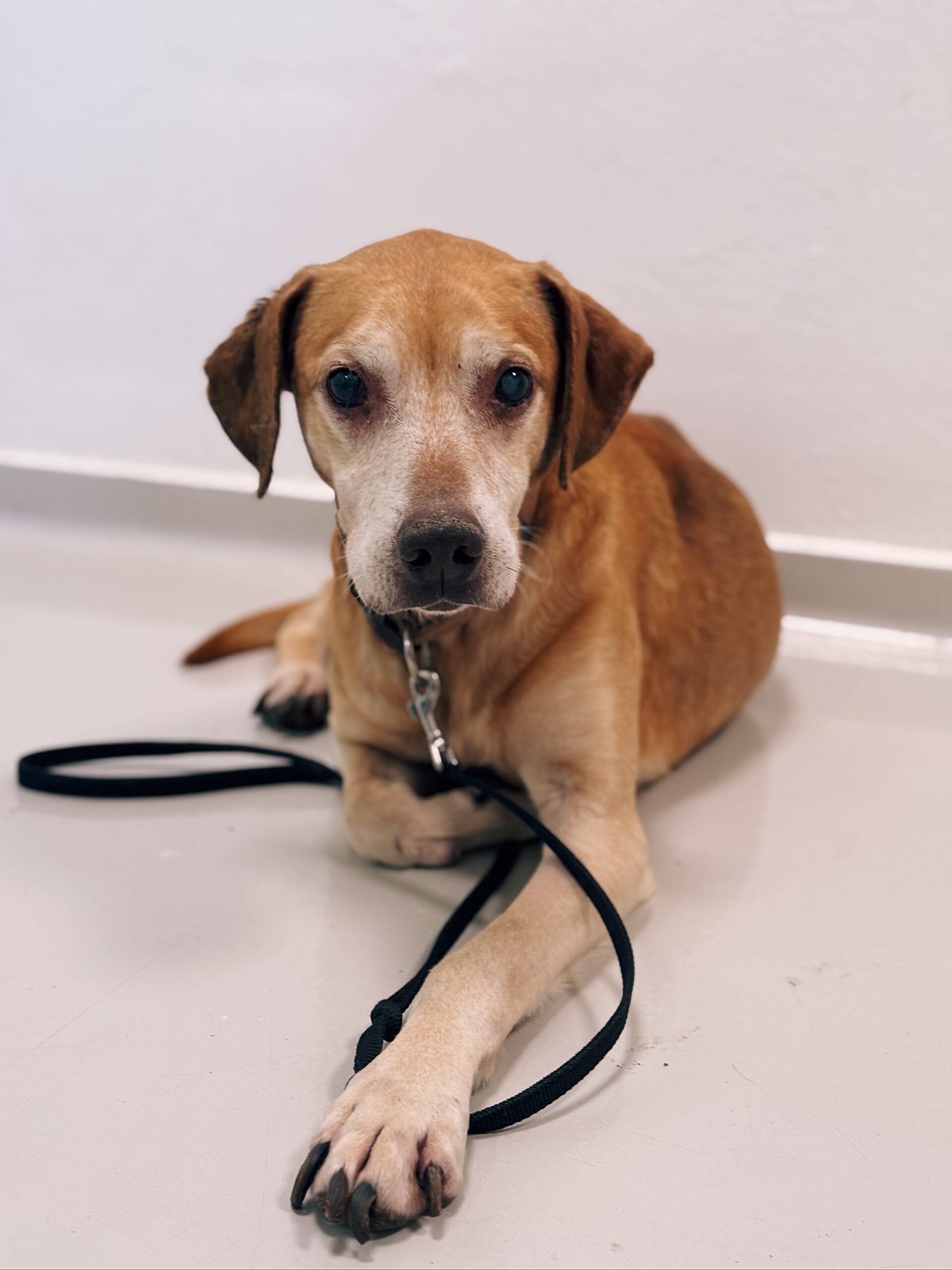 Vince, chien à l'adoption chez Sans Collier