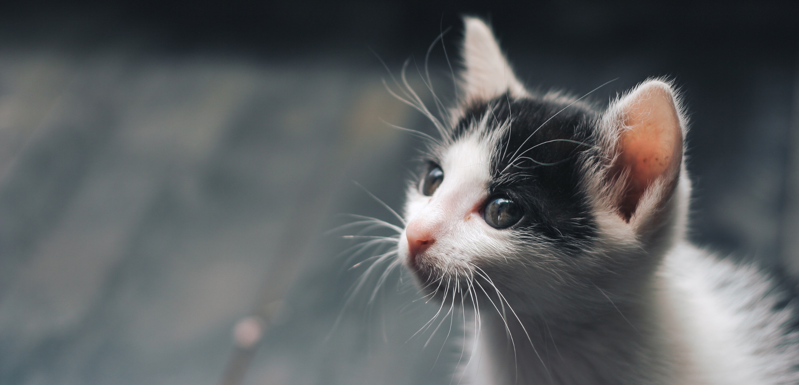 Devenir Famille d'accueil chez Sans Collier