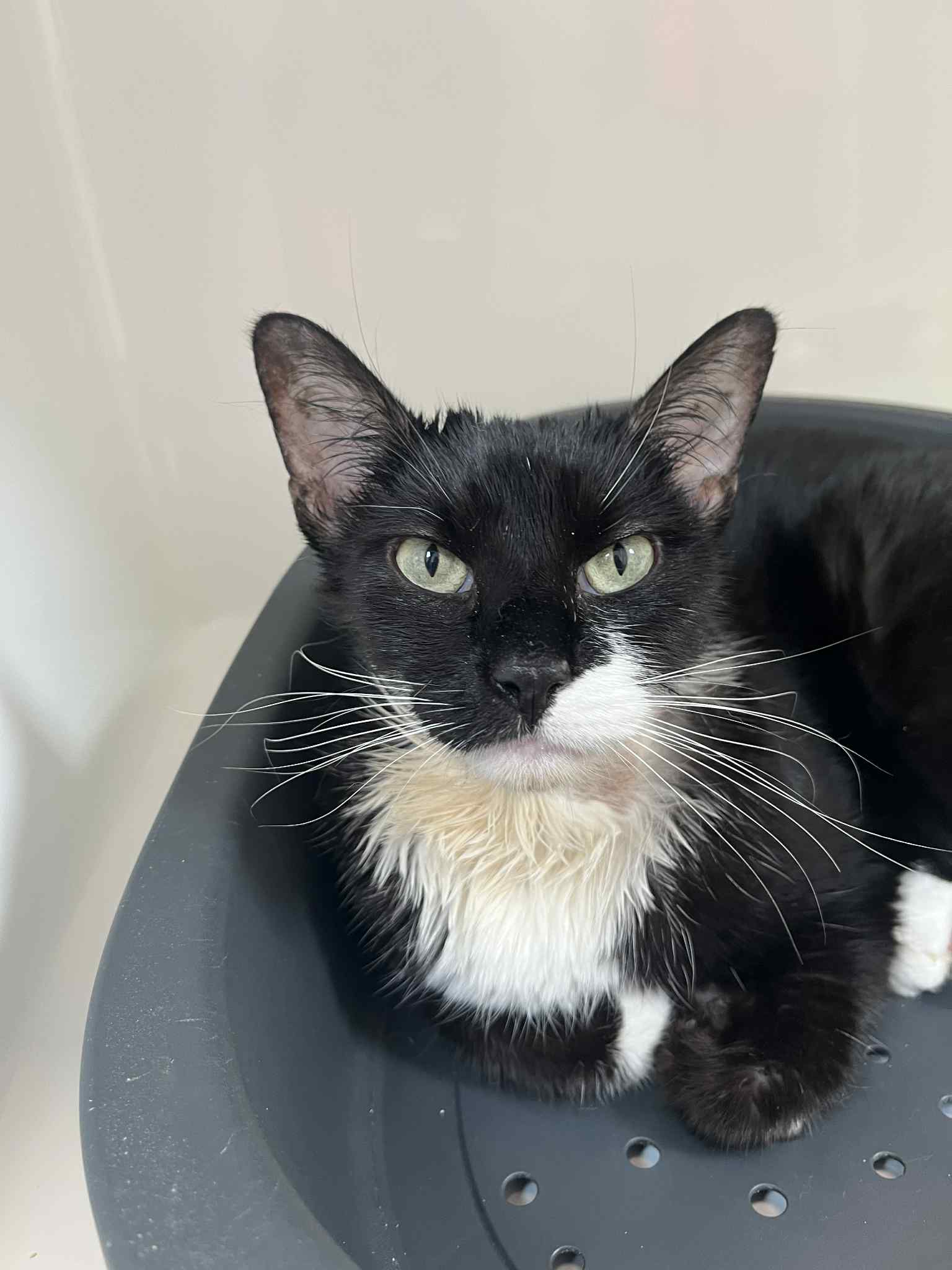 Mowgli, chat à l'adoption chez Sans Collier