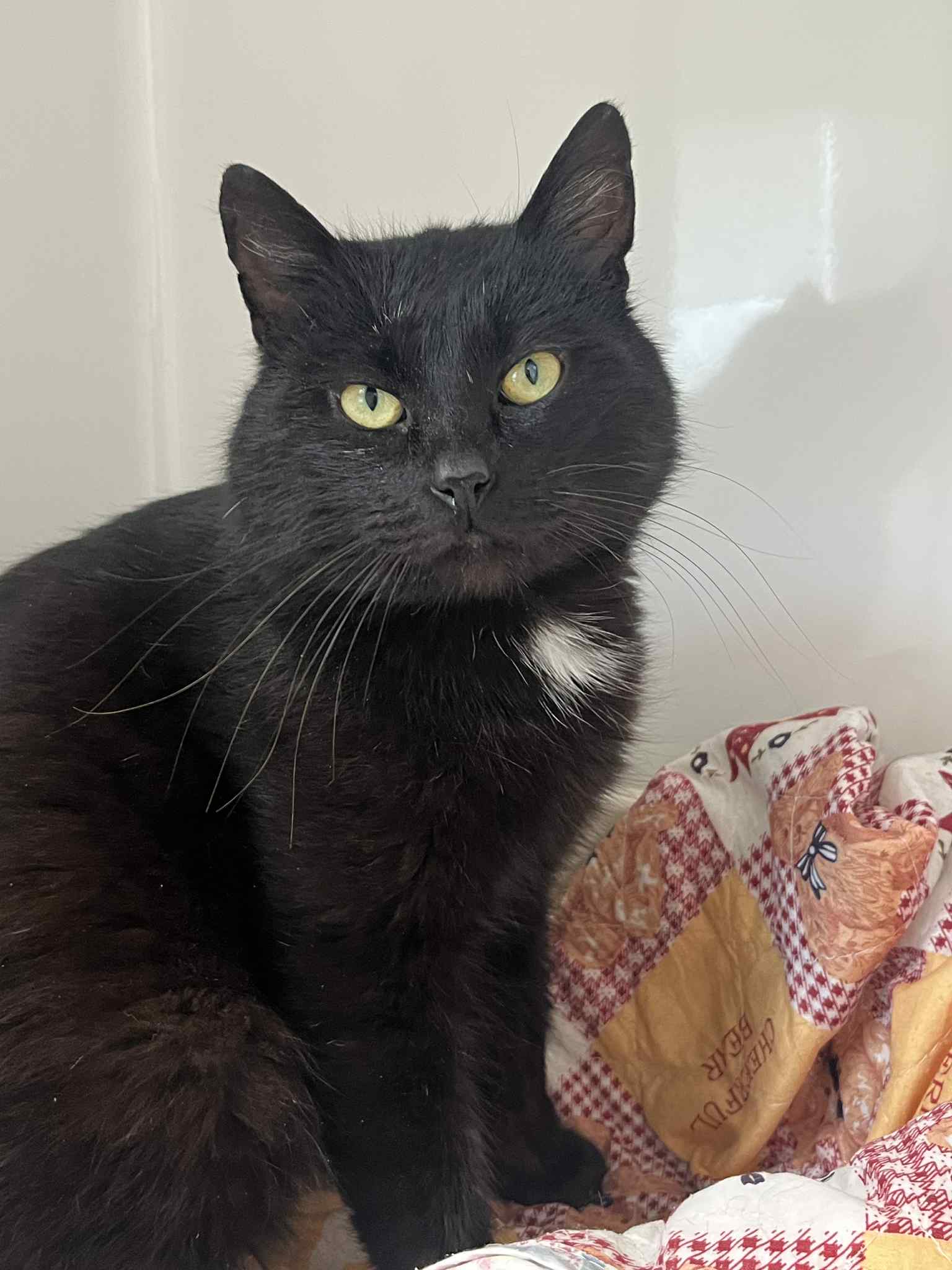 O’Neil, chat à l'adoption chez Sans Collier