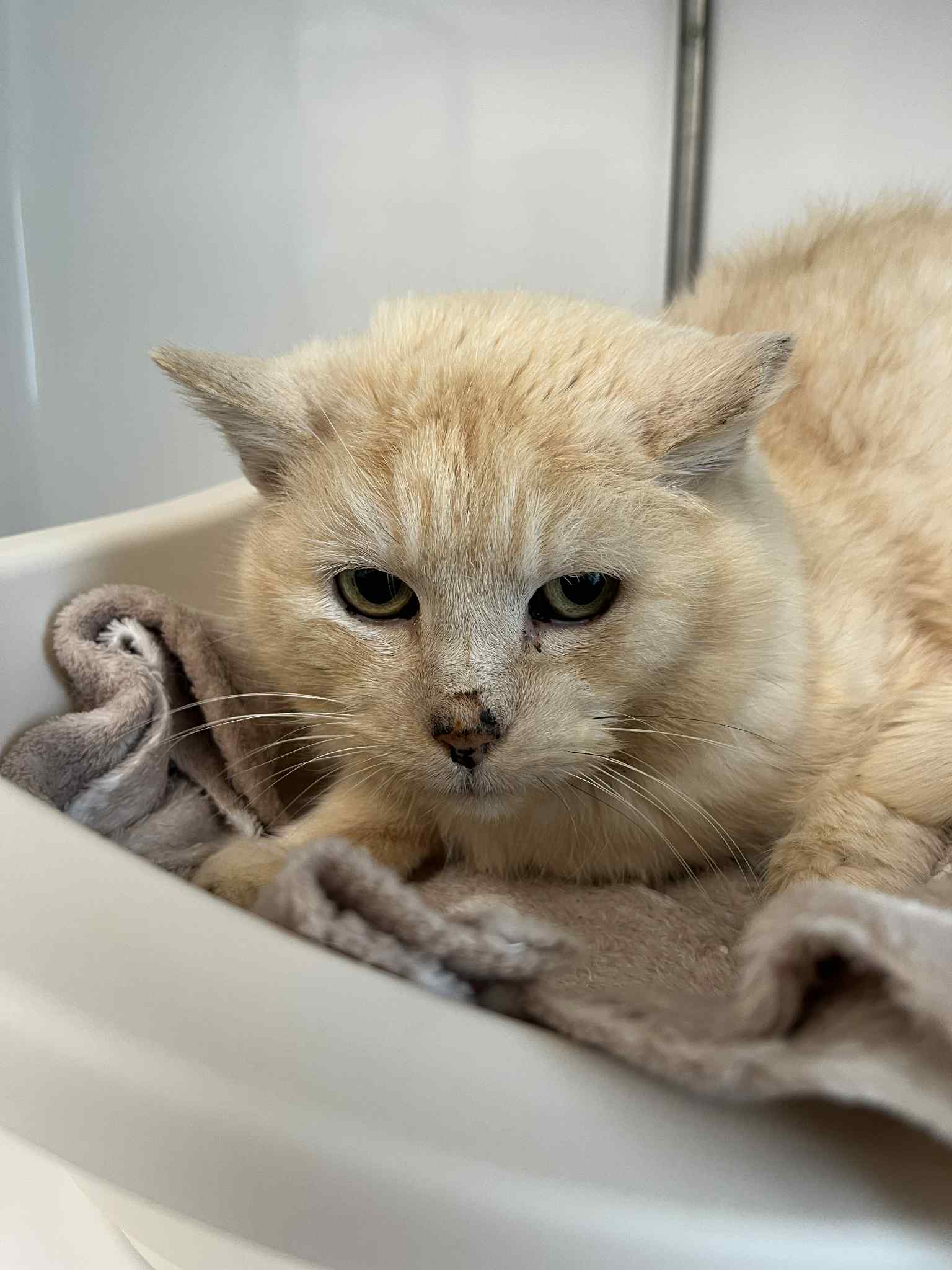 Kimi , chat à l'adoption chez Sans Collier