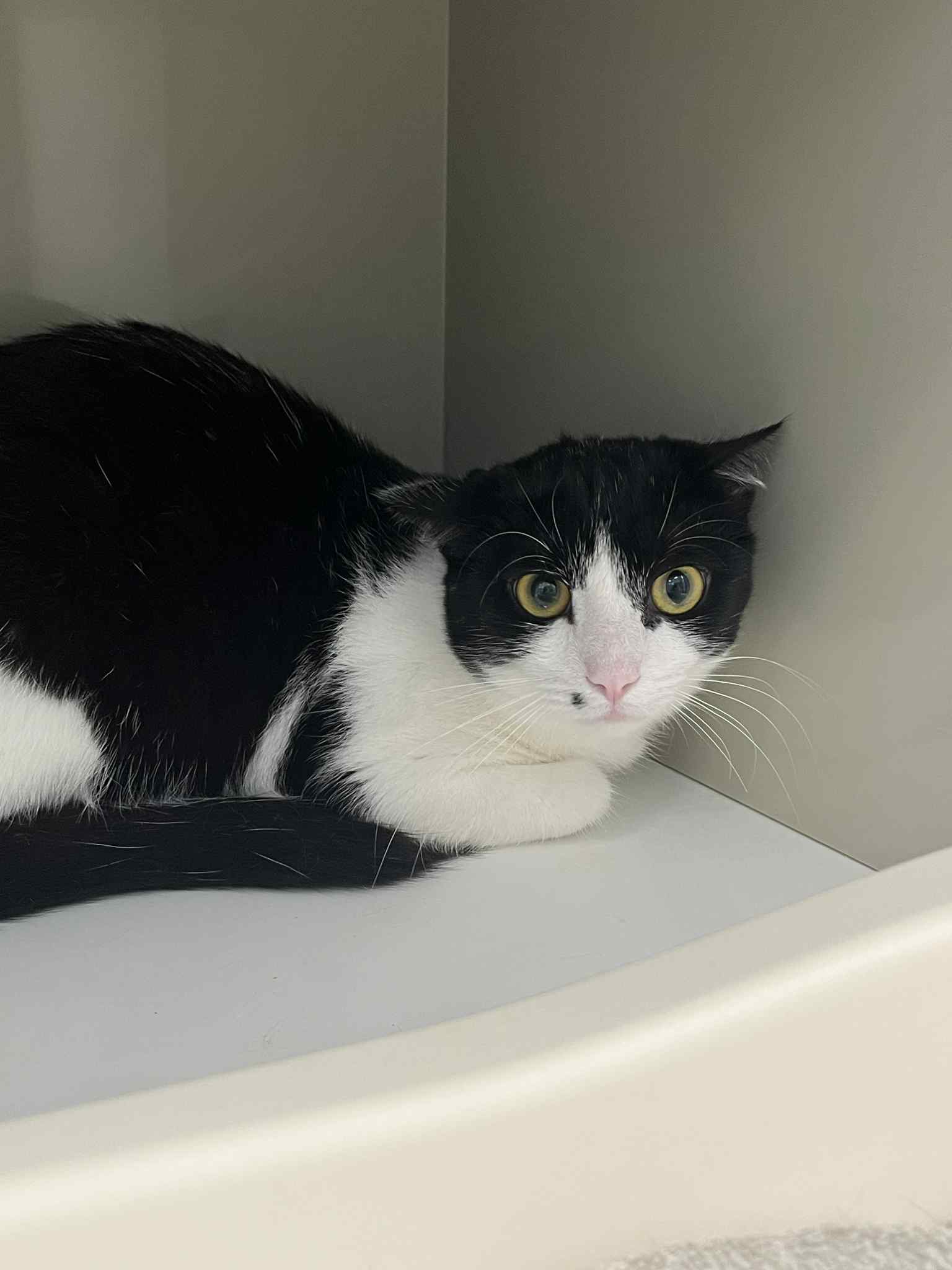 Casimir, chat à l'adoption chez Sans Collier