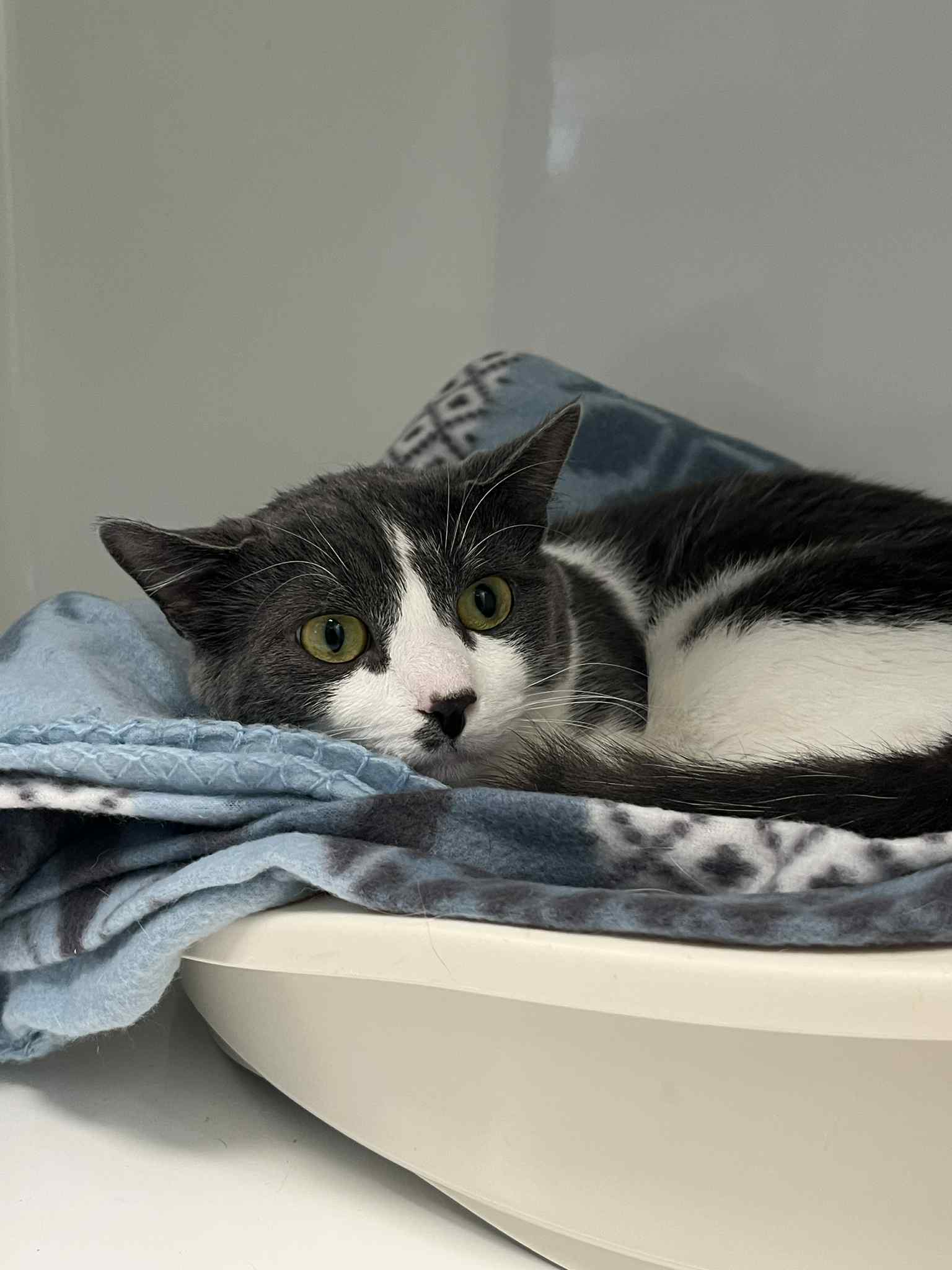 Cesar, chat à l'adoption chez Sans Collier