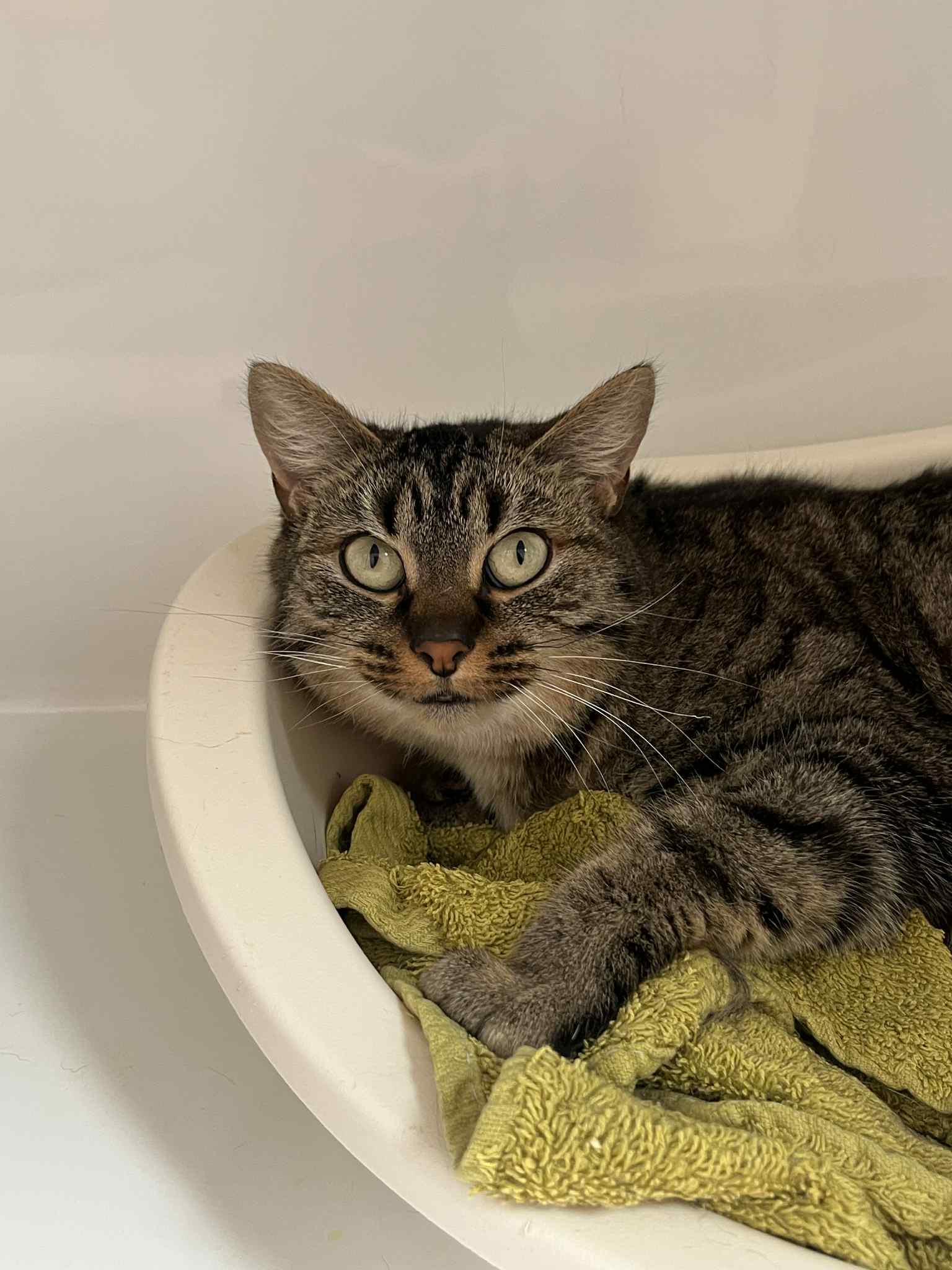 Maya 2, chat à l'adoption chez Sans Collier