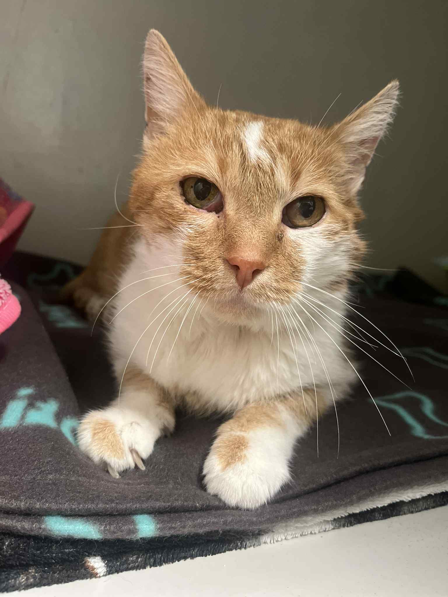 Noisette, chat à l'adoption chez Sans Collier