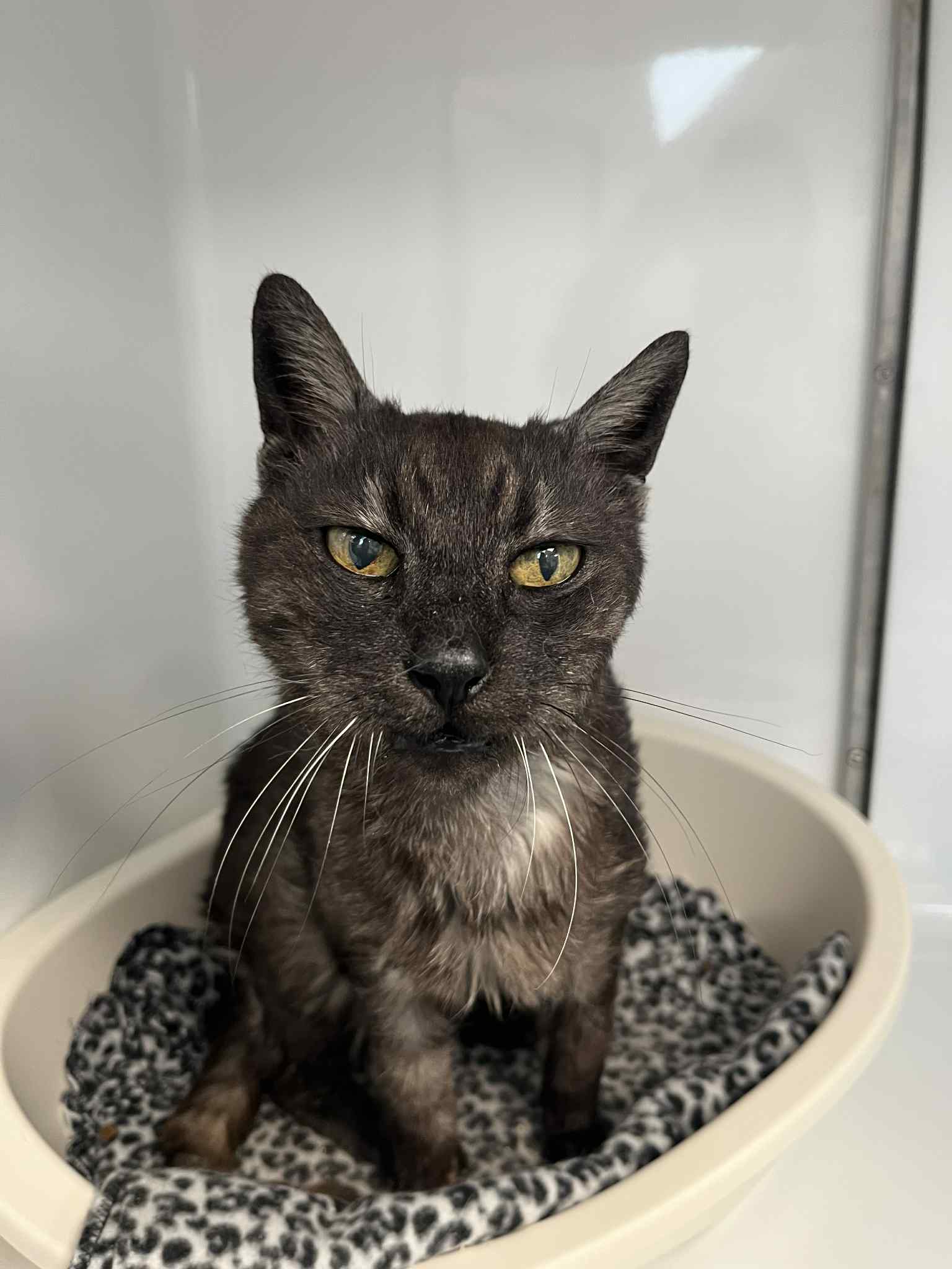 Tigri, chat à l'adoption chez Sans Collier