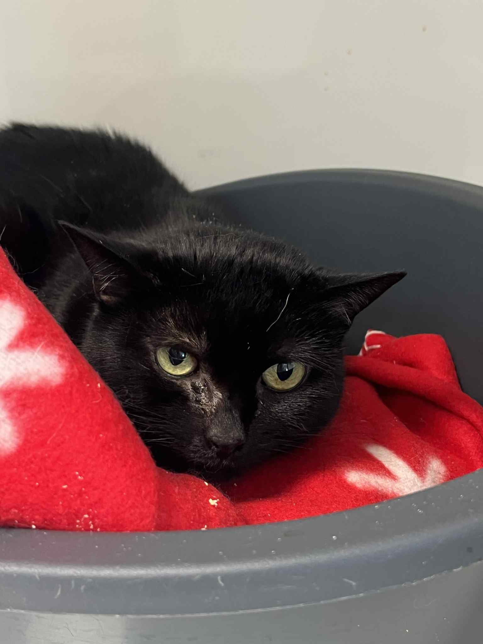 Redbull, chat à l'adoption chez Sans Collier