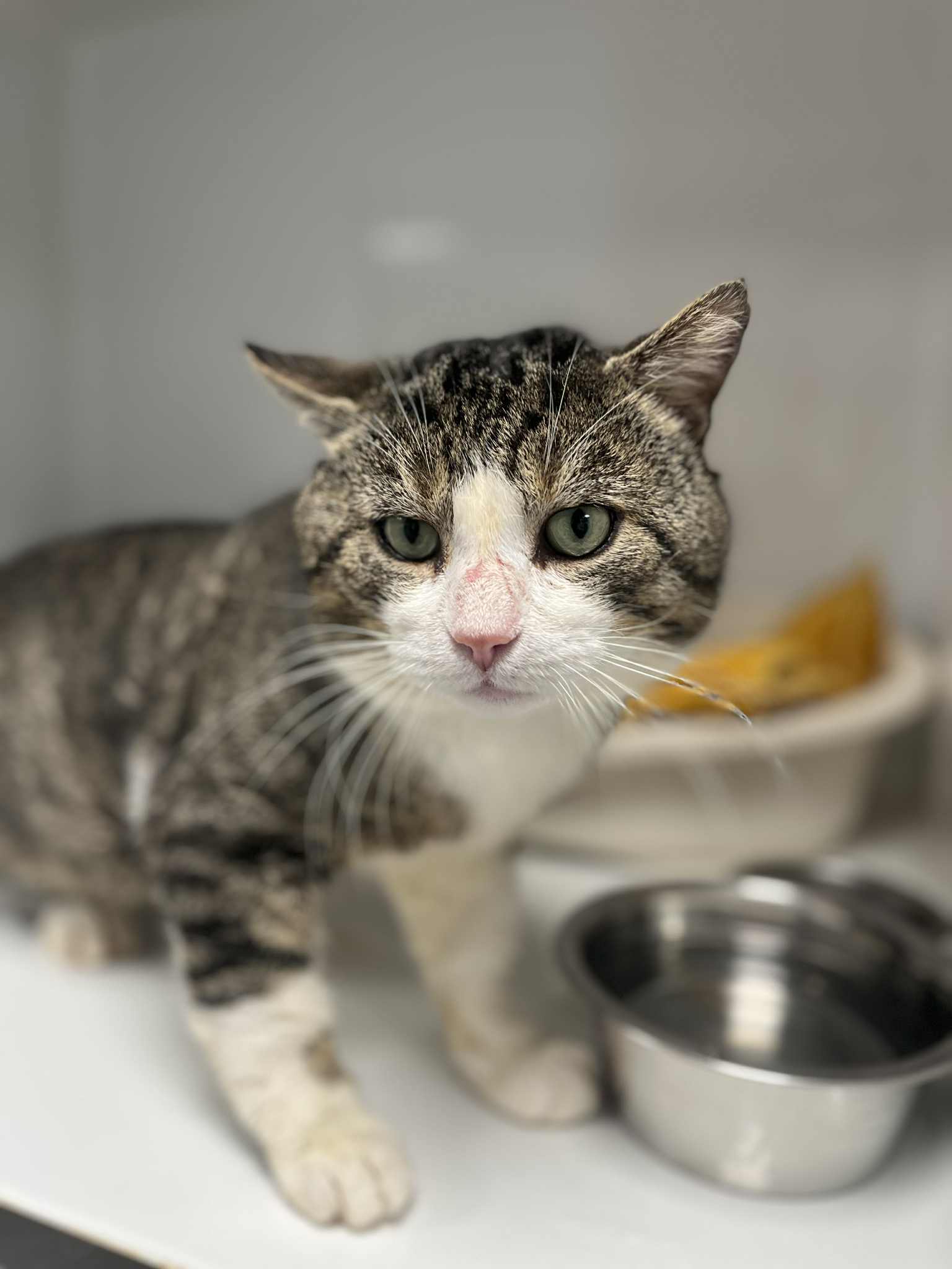 Ulysse, chat à l'adoption chez Sans Collier