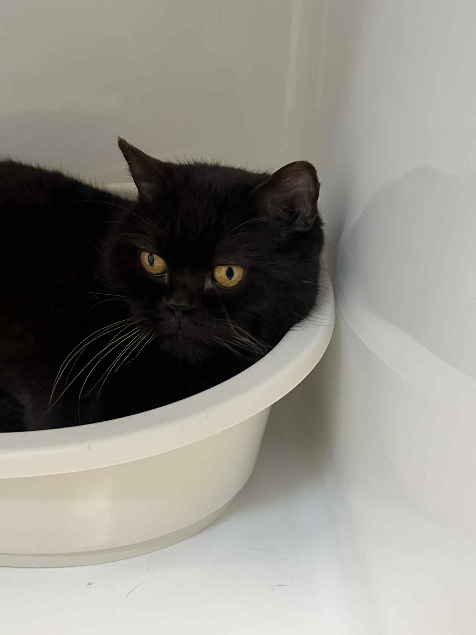 Malibou, chat à l'adoption chez Sans Collier