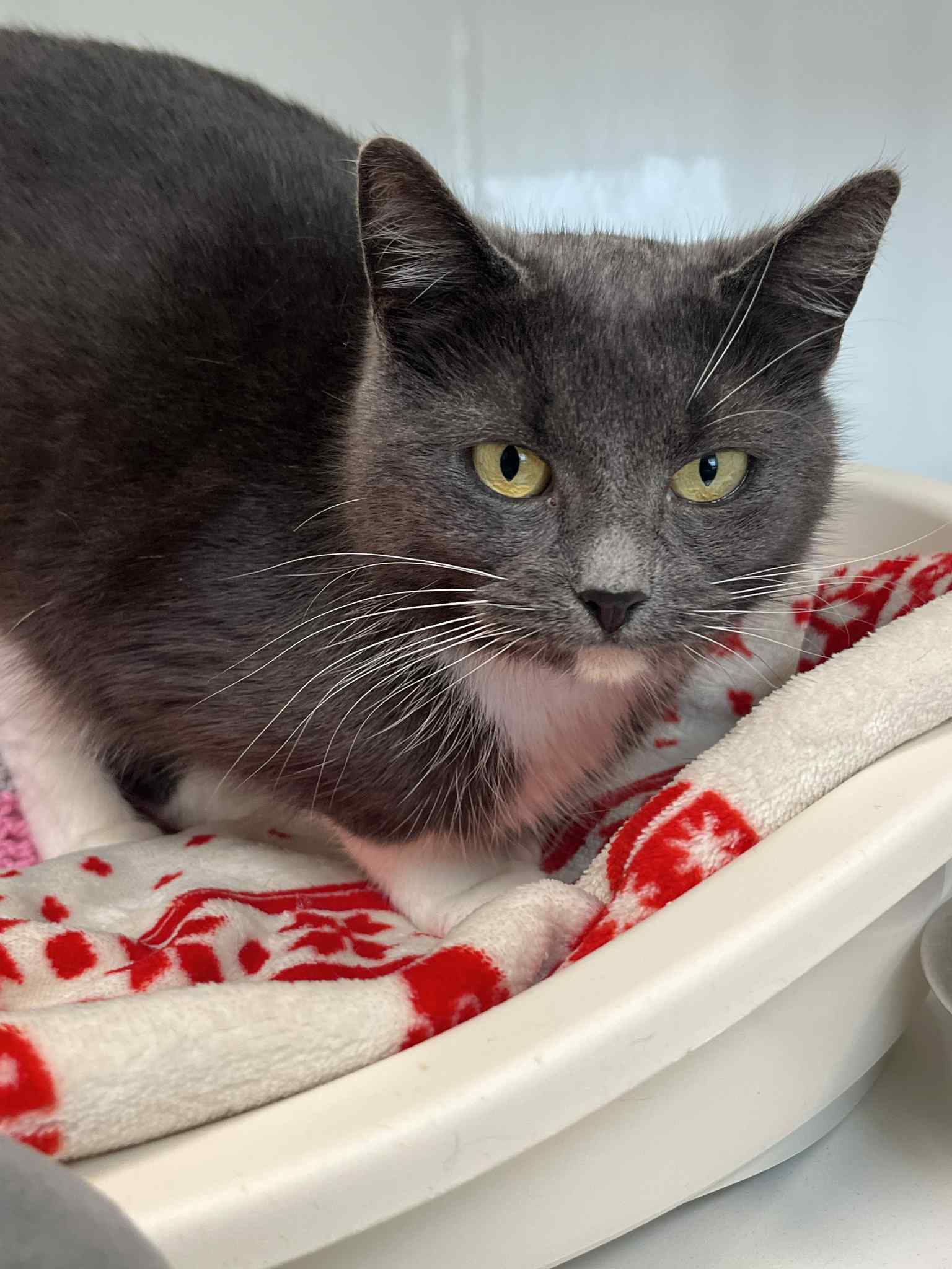 Athena, chat à l'adoption chez Sans Collier