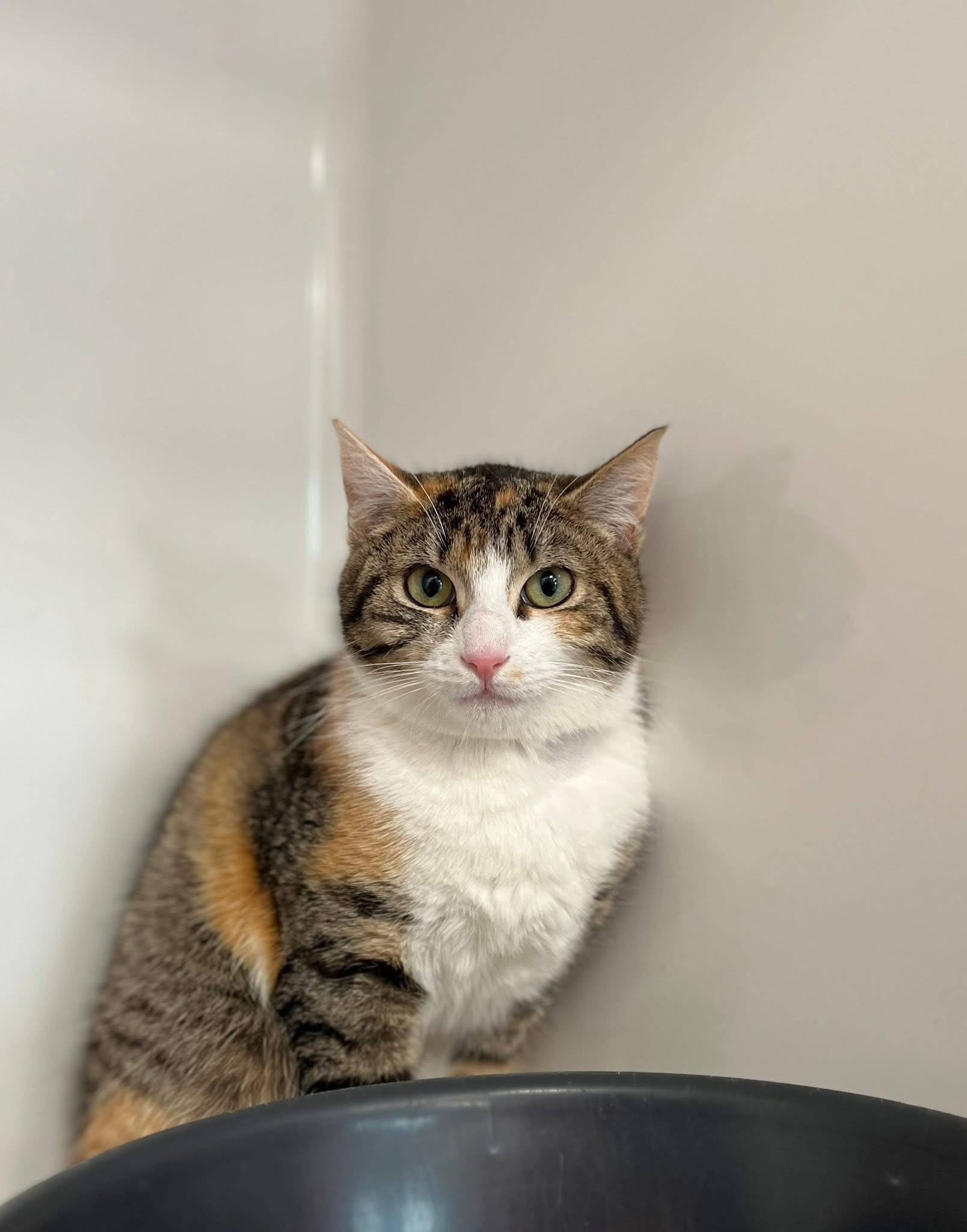 Monica, chat à l'adoption chez Sans Collier