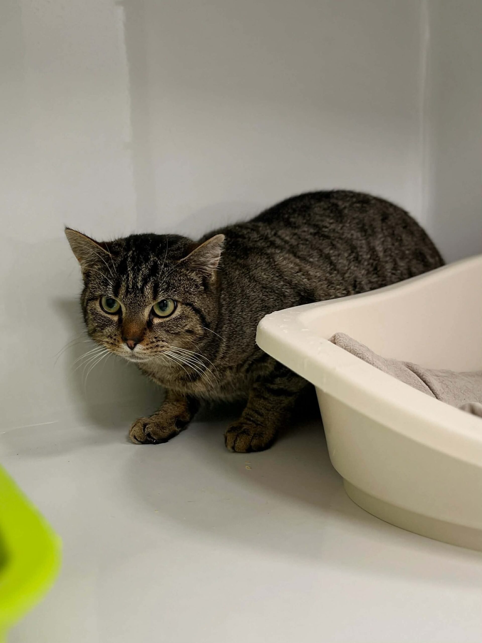 Oggy, chat à l'adoption chez Sans Collier