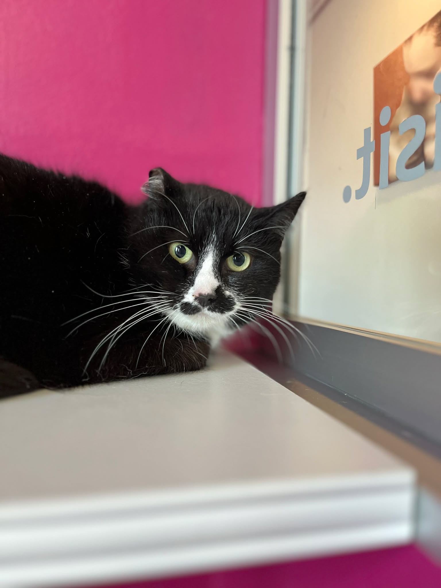 Achilla, chat à l'adoption chez Sans Collier