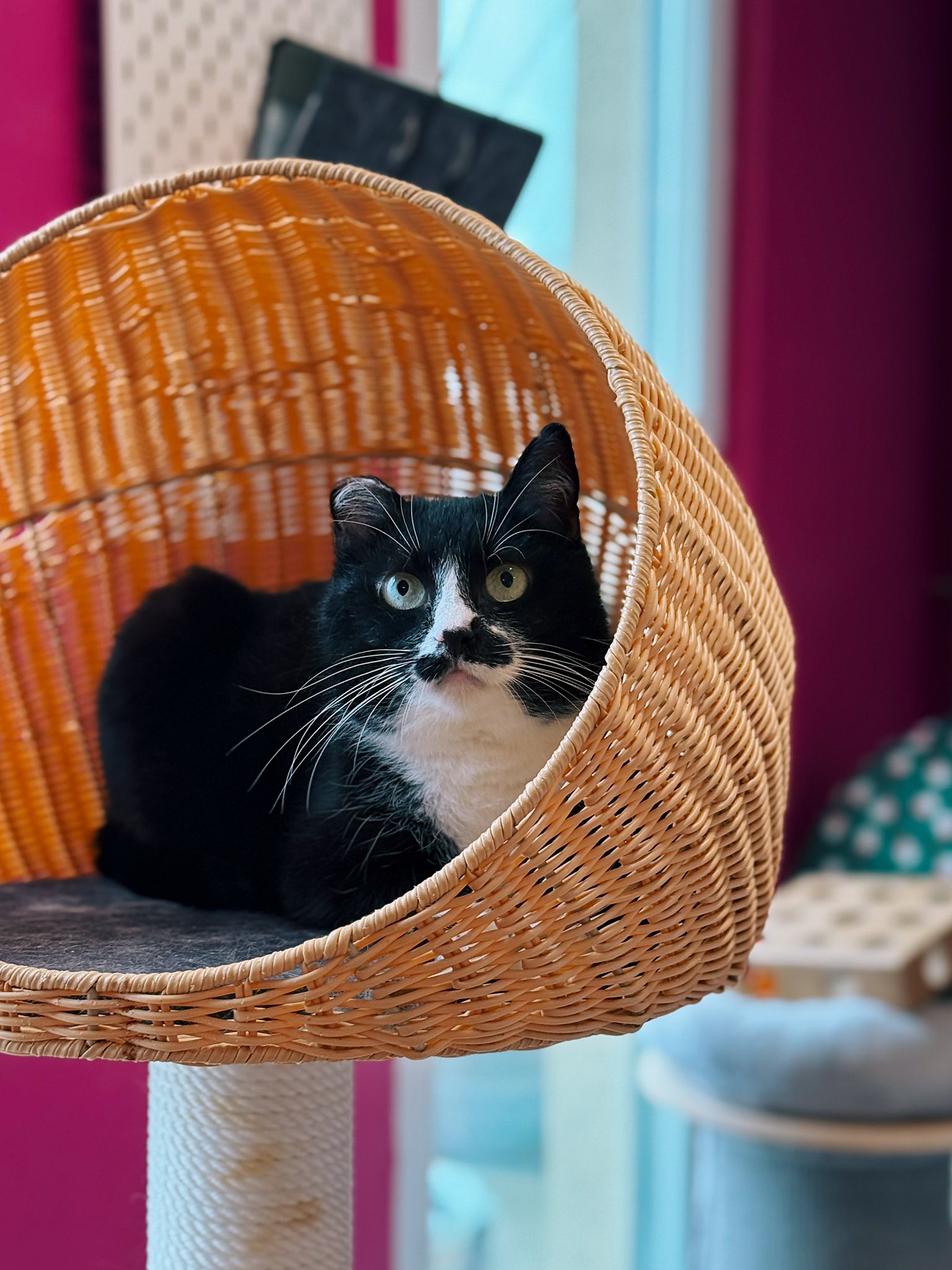 Achilla, chat à l'adoption chez Sans Collier