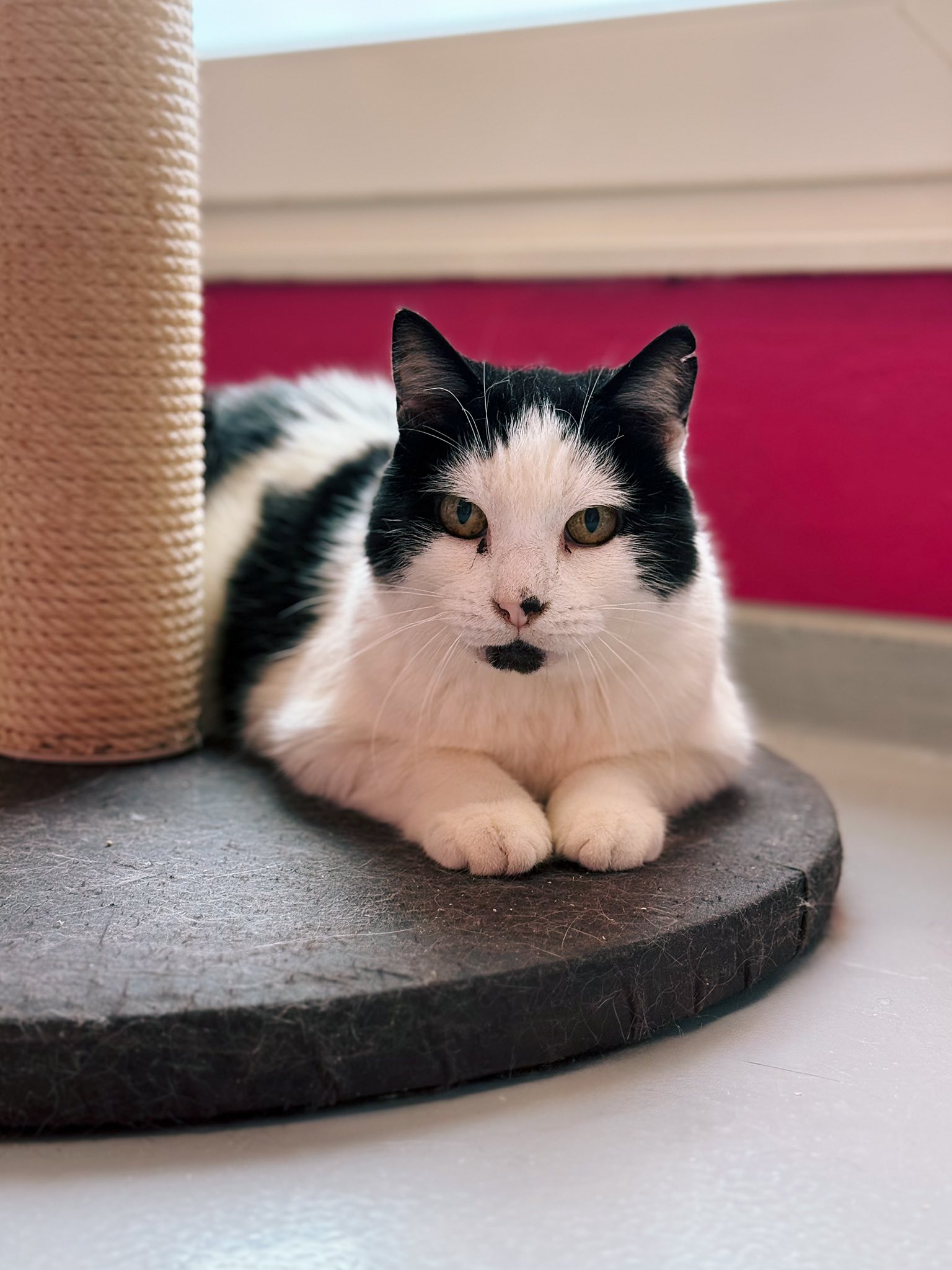 Bouton, chat à l'adoption chez Sans Collier