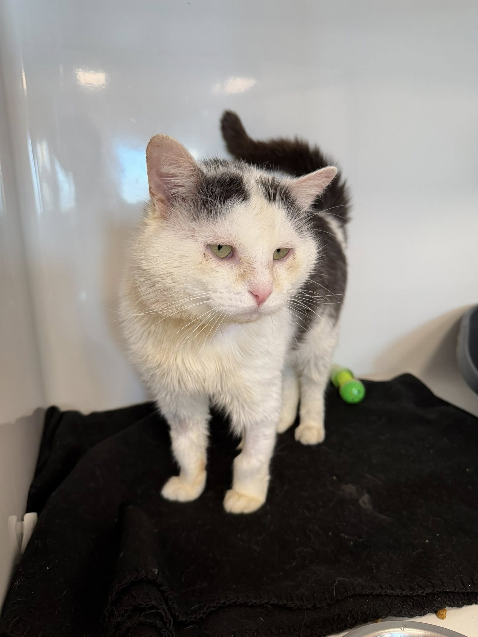 Atso, chat à l'adoption chez Sans Collier