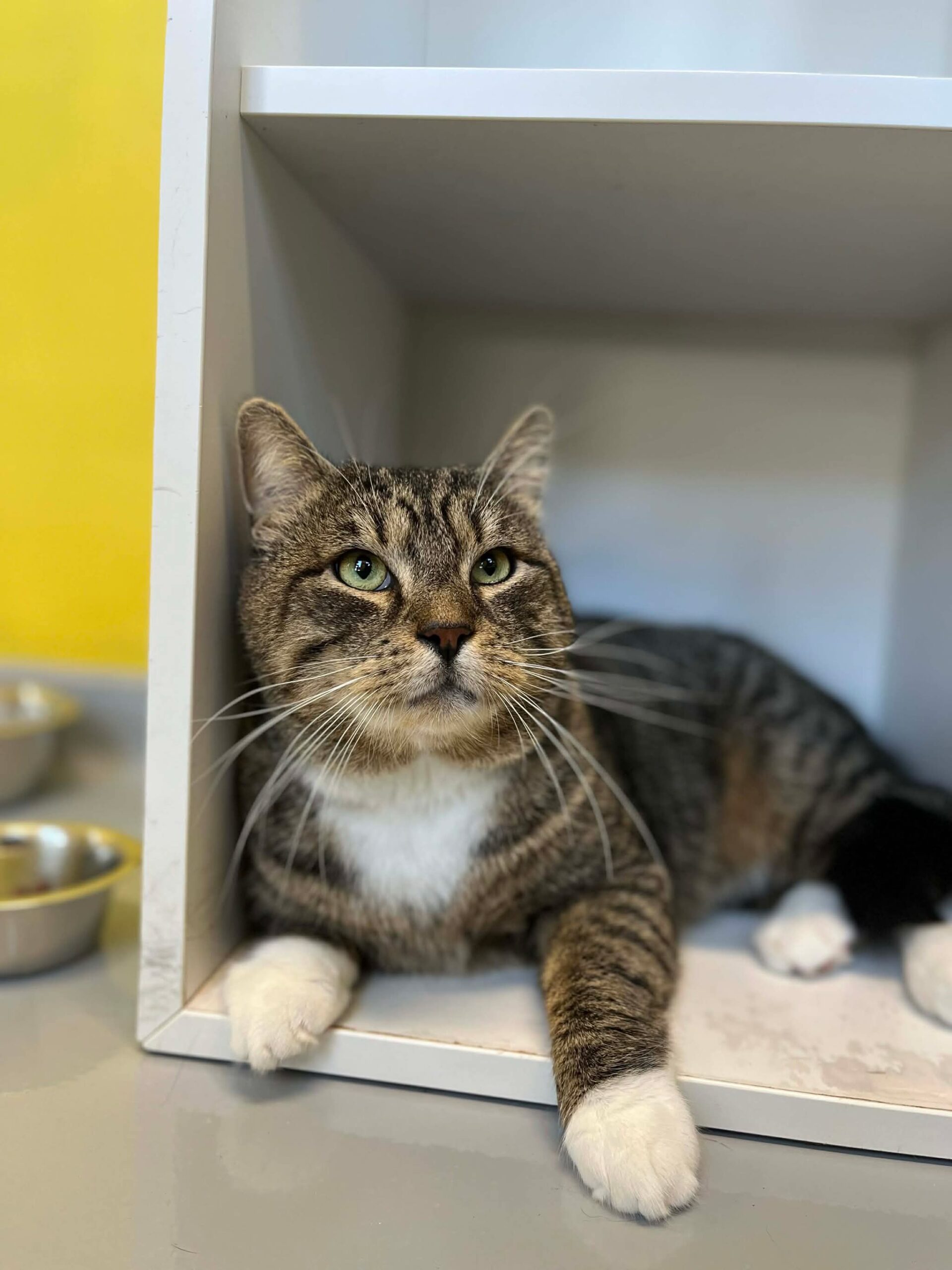Buck, chat à l'adoption chez Sans Collier