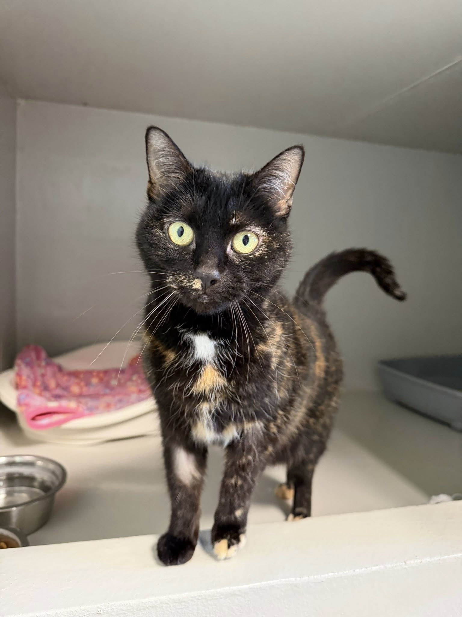 Biscotte, chat à l'adoption chez Sans Collier