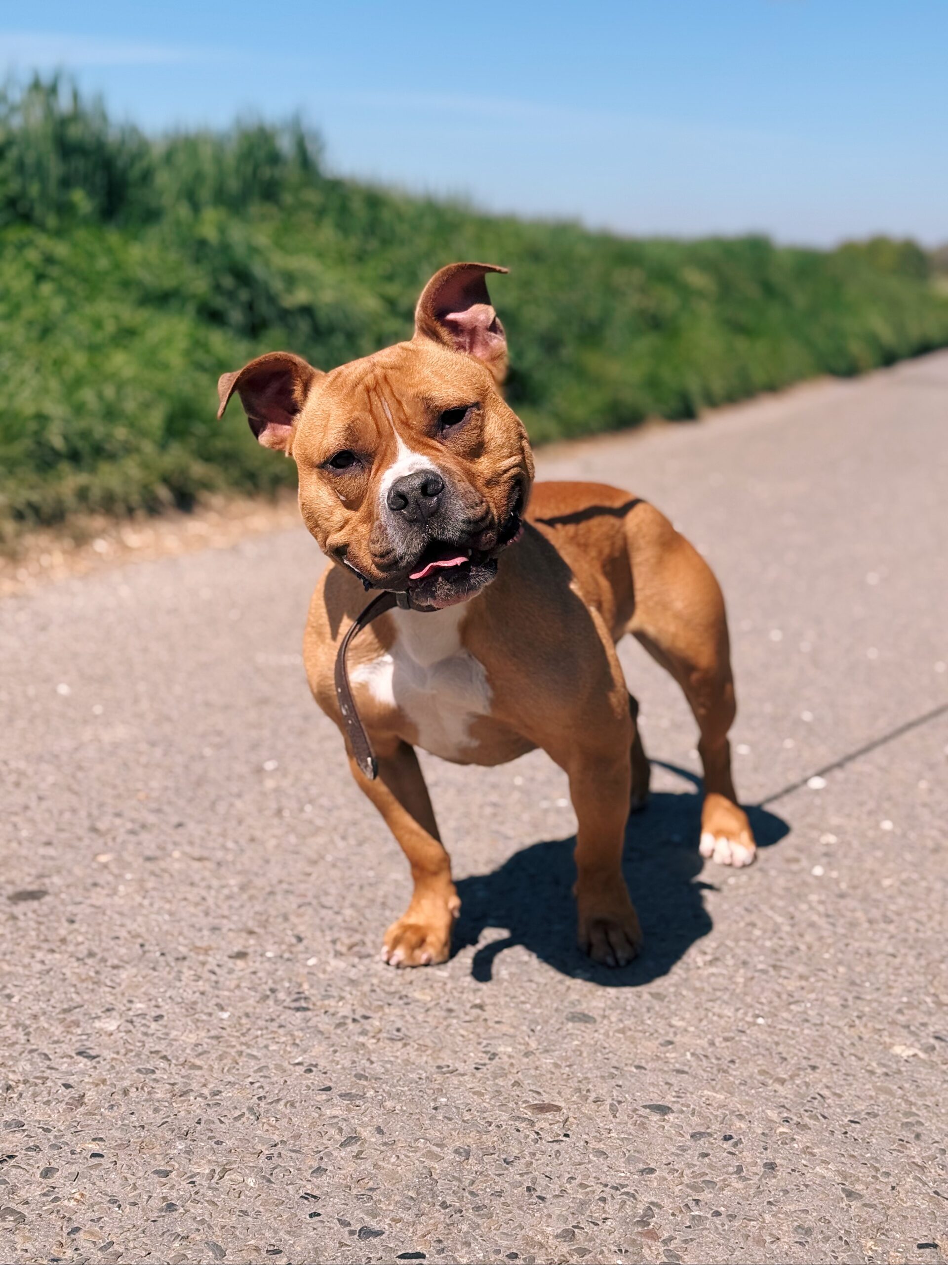 Loky, chien à l'adoption chez Sans Collier