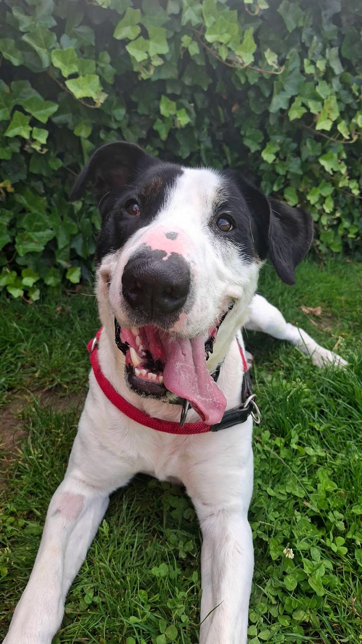 Hades, chien à l'adoption chez Sans Collier