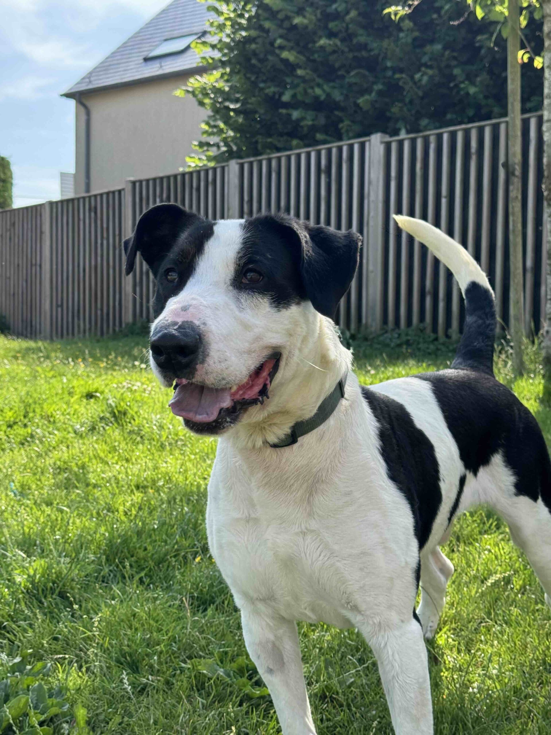 Hades, chien à l'adoption chez Sans Collier