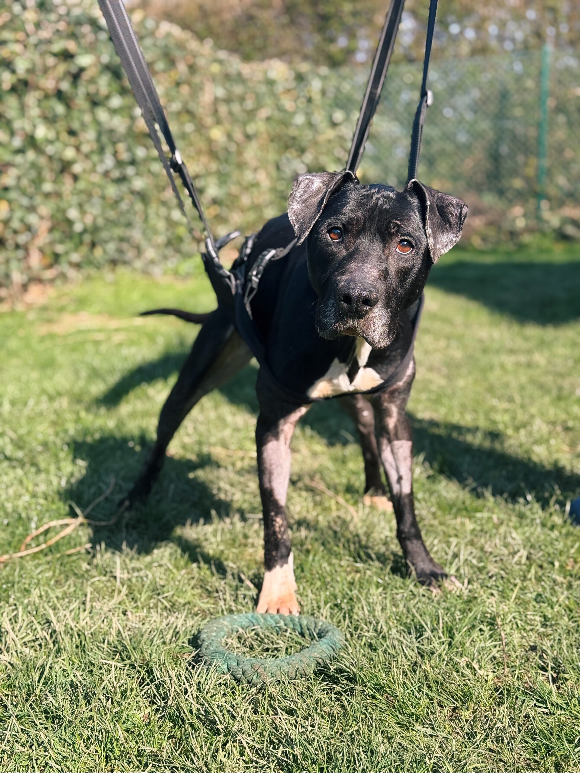Lucky, chien à l'adoption chez Sans Collier