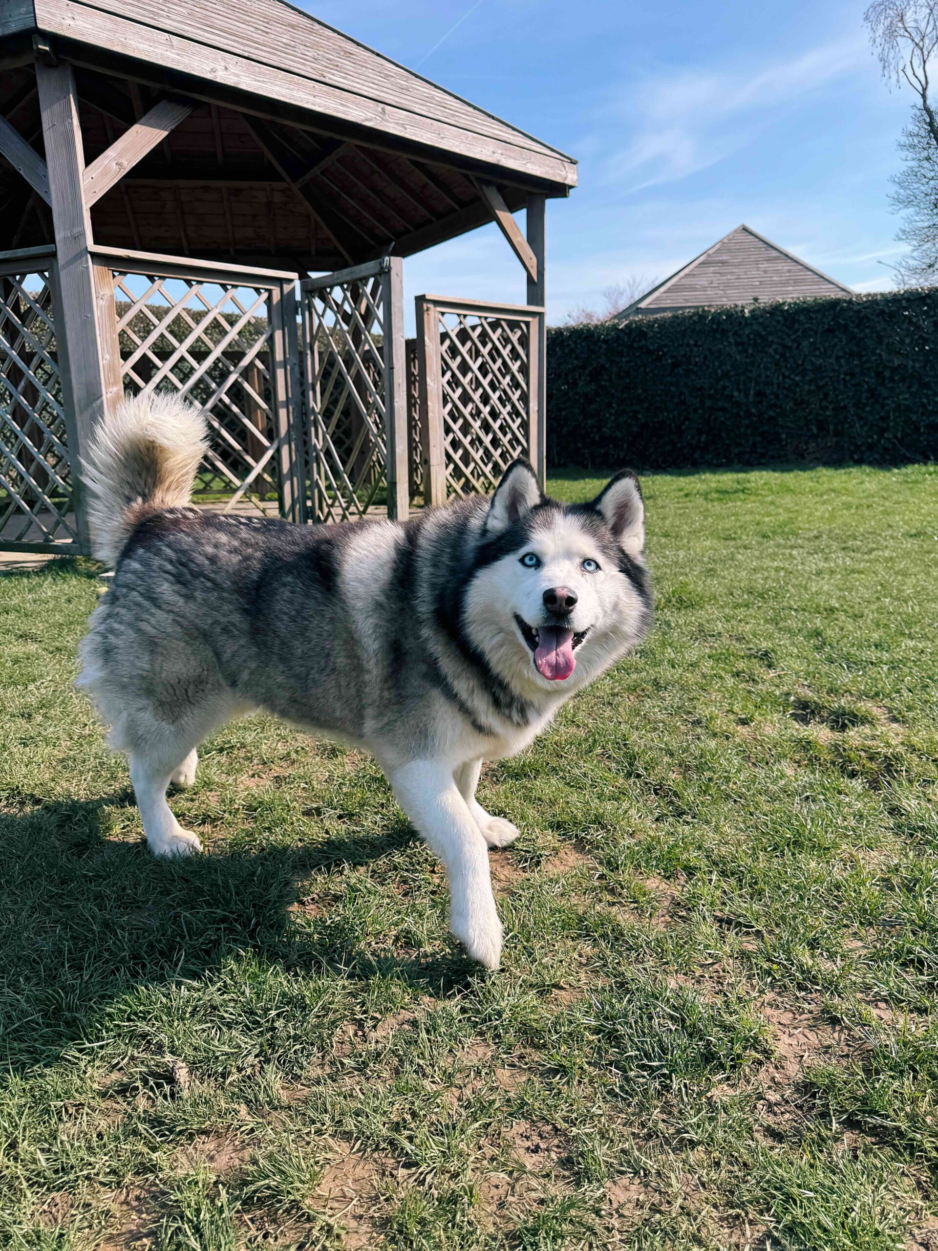 Bella, chien à l'adoption chez Sans Collier