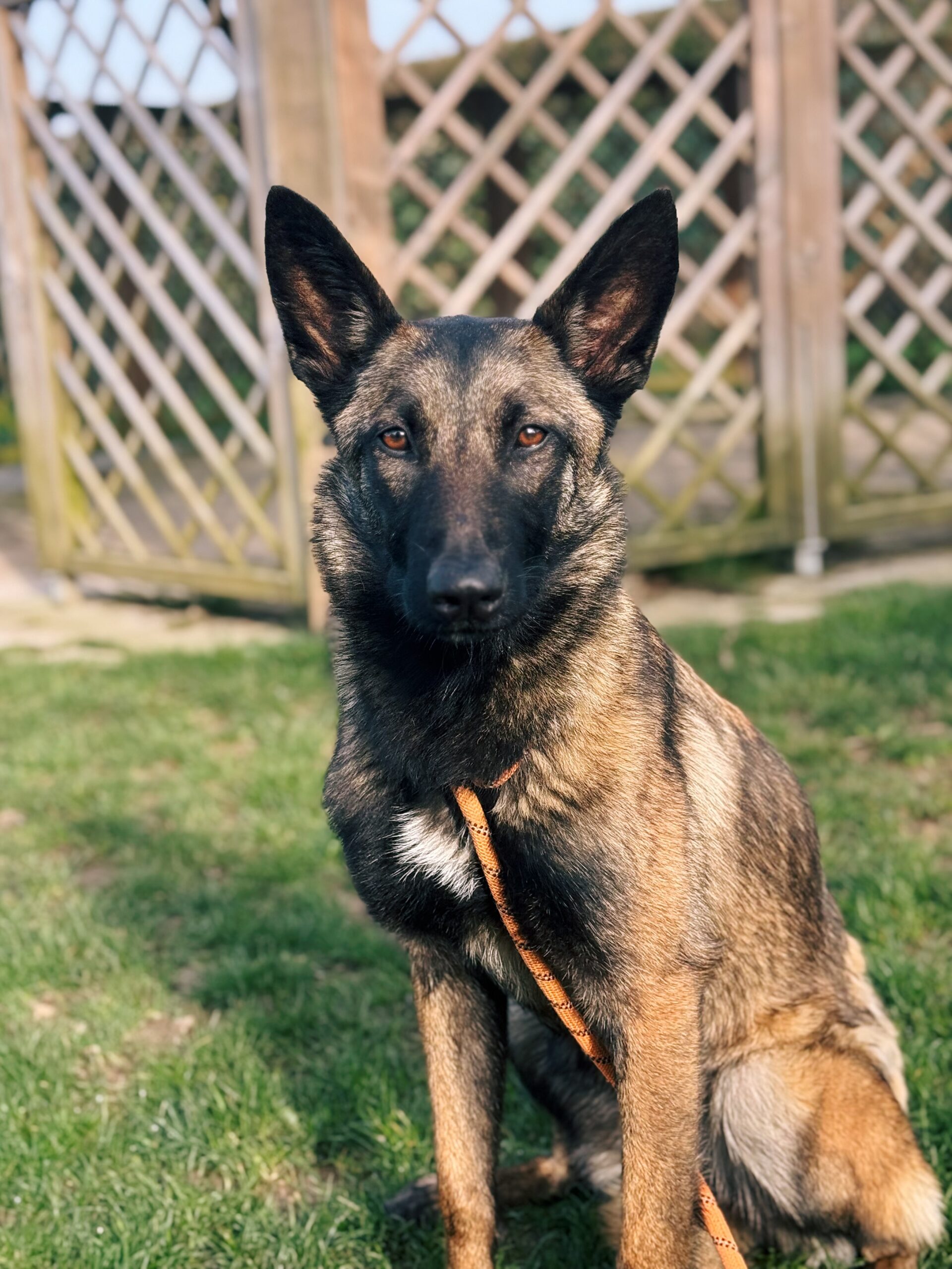 Naïa, chien à l'adoption chez Sans Collier