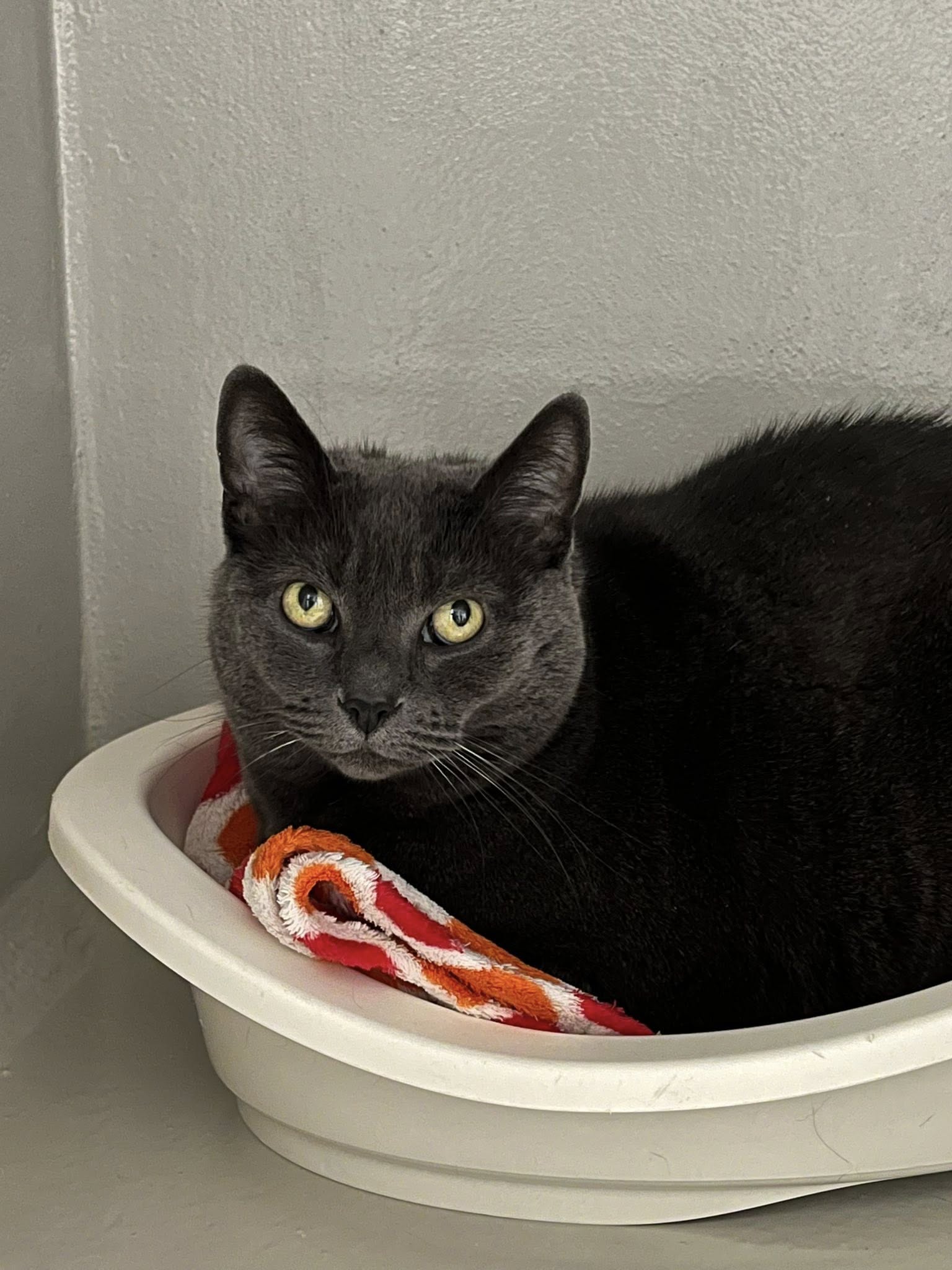 Kiki, chat à l'adoption chez Sans Collier