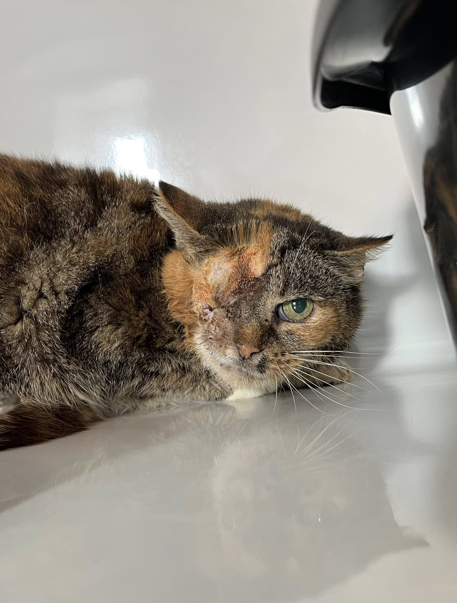 Louloutte, chat à l'adoption chez Sans Collier