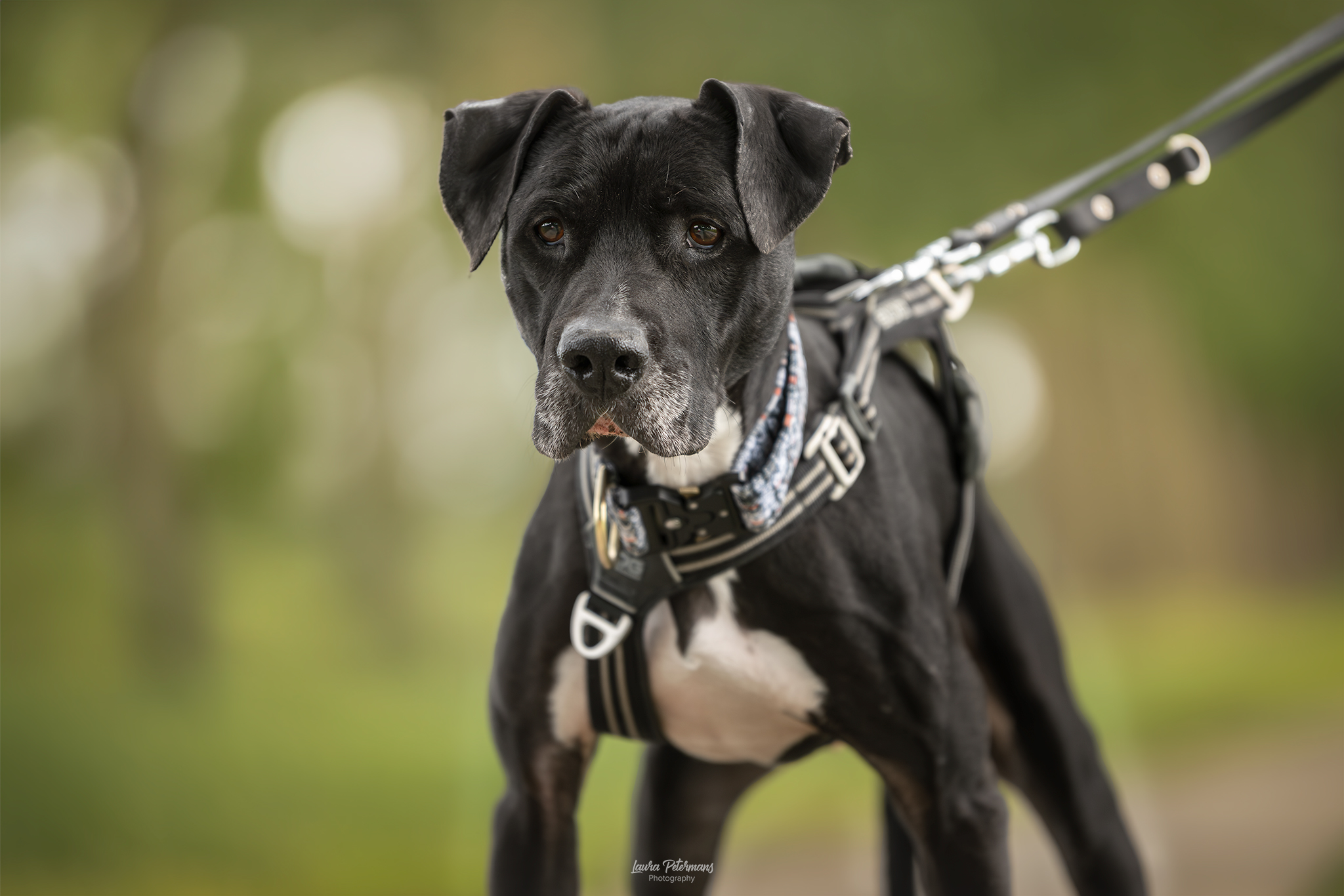 Lucky, chien à l'adoption chez Sans Collier