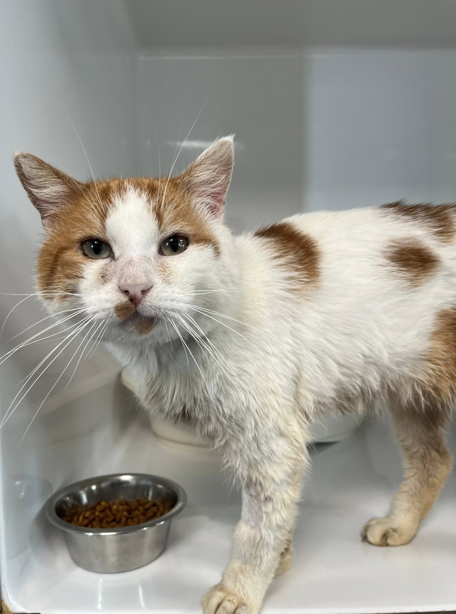 Miracle, chat à l'adoption chez Sans Collier